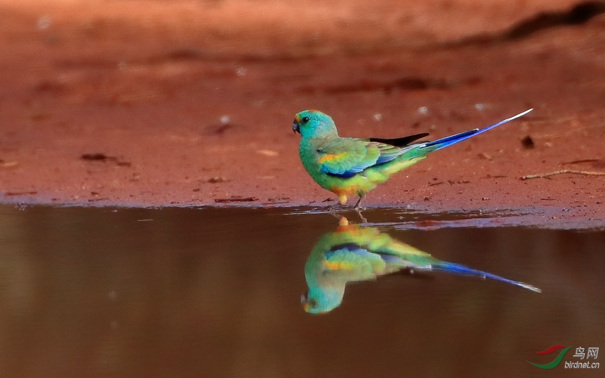 �¼�����Mulga Parrot.jpg