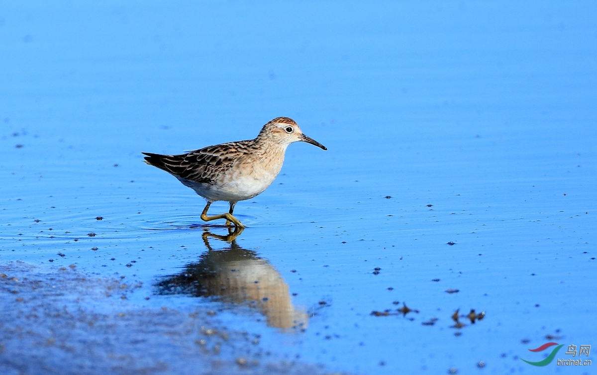 ��ֺ����Long-toed Stint.jpg