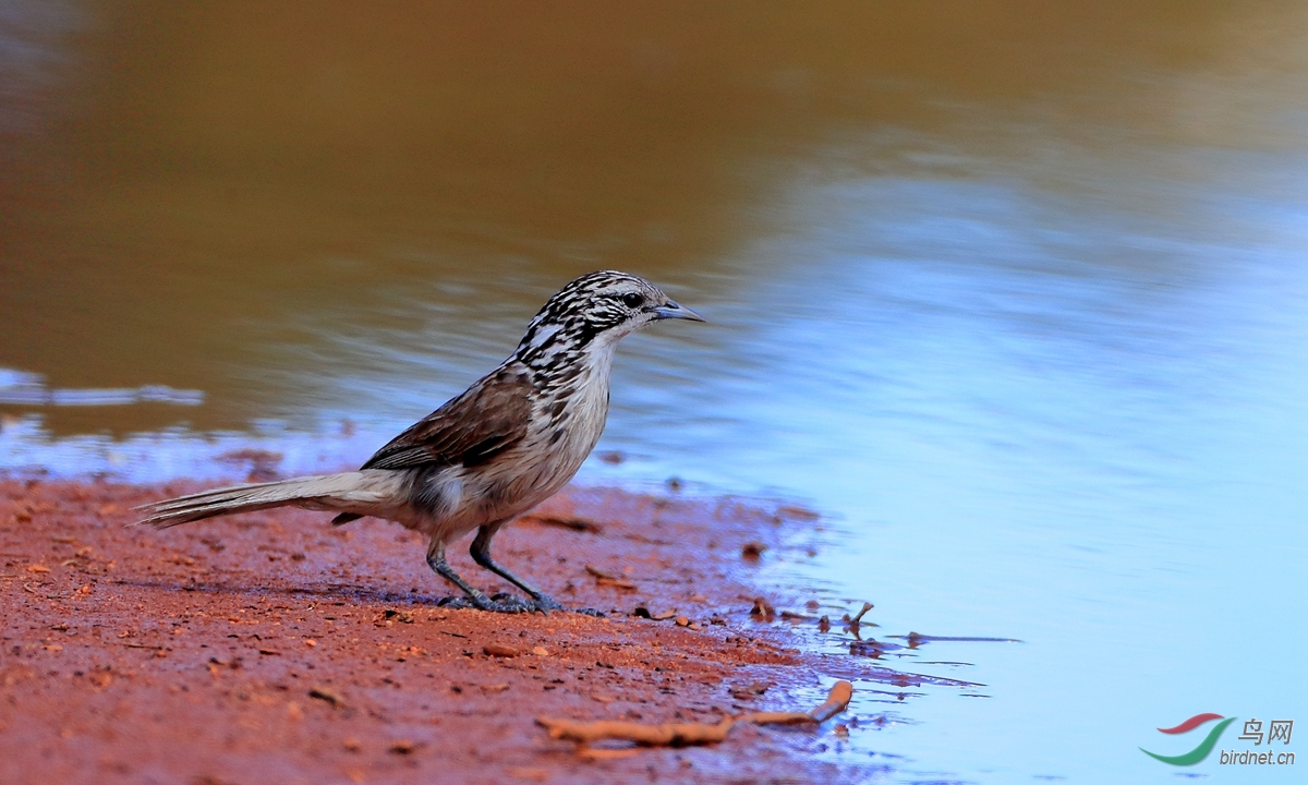 ����������Striped Honeyeater.jpg