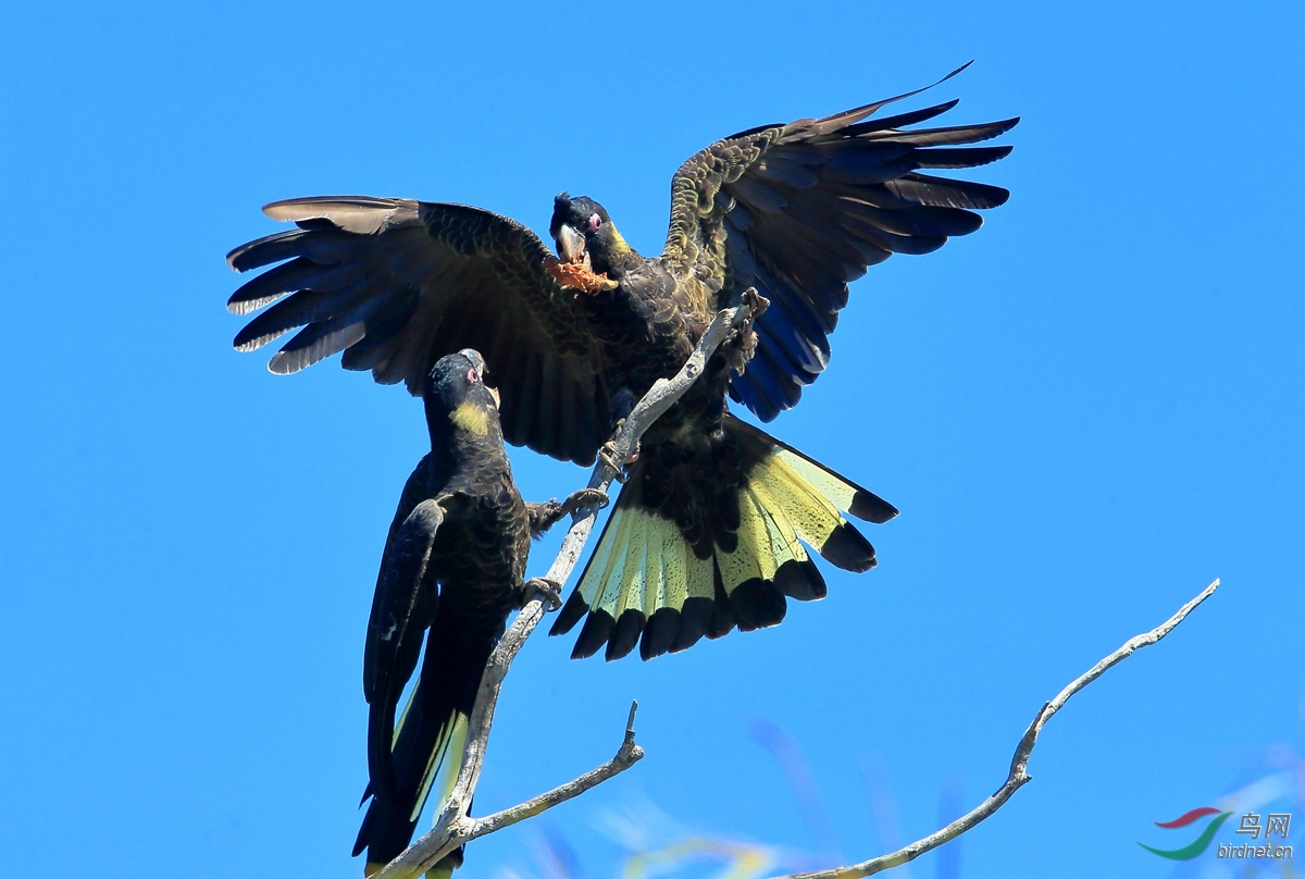 �ڷ�ͷ����Yellow-tailed Black-Cockatoo.jpg