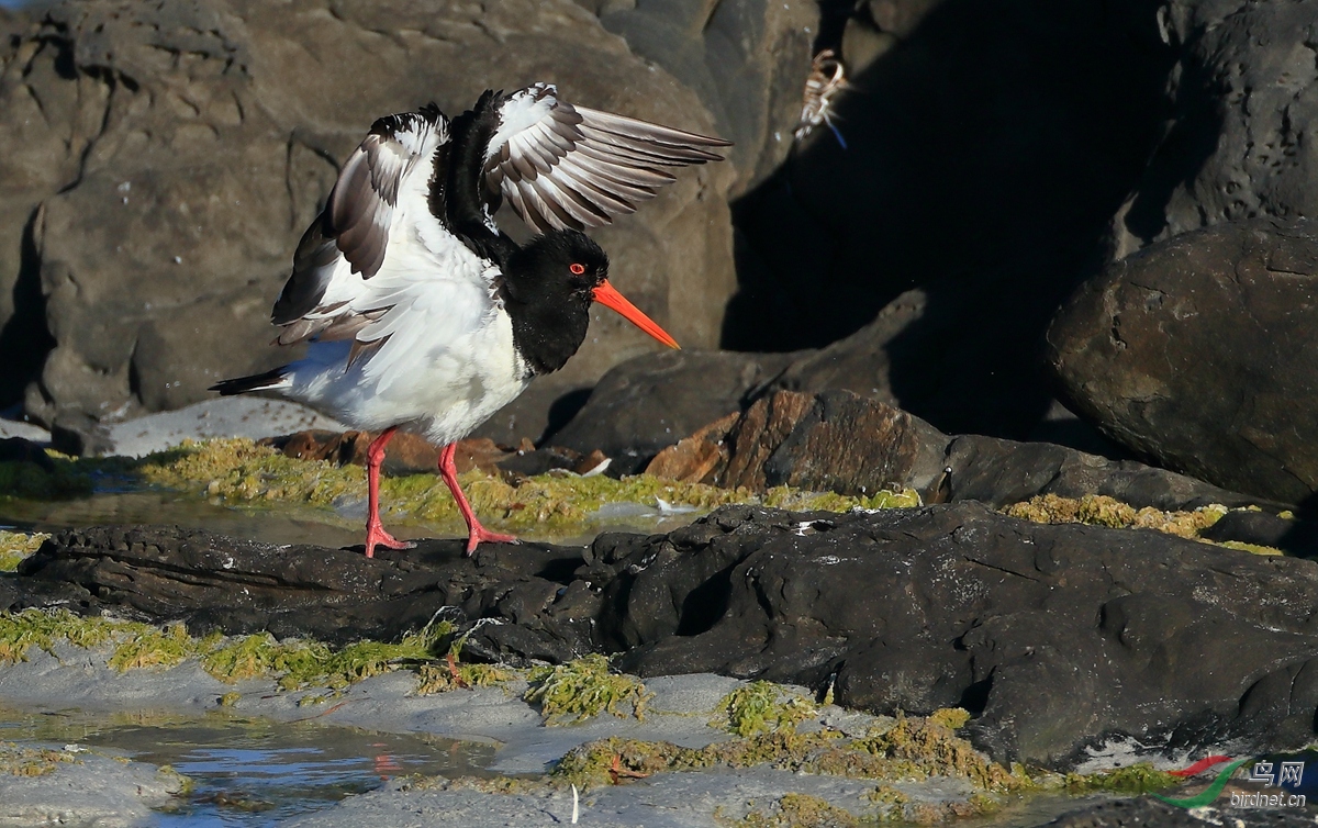 ���ް�����Pied Oystercatcher.jpg