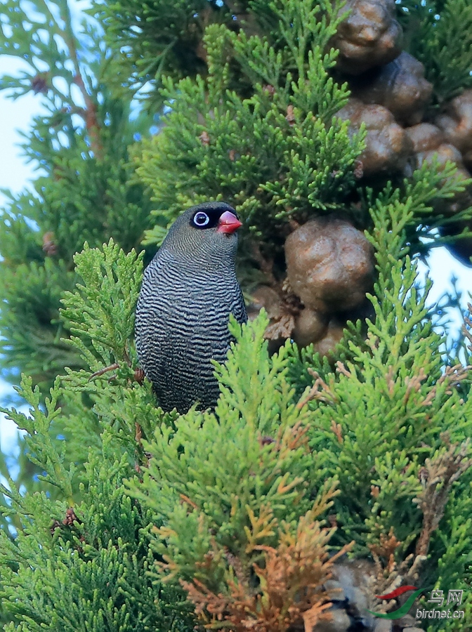 �޻�βȸBeautiful Firetail.jpg