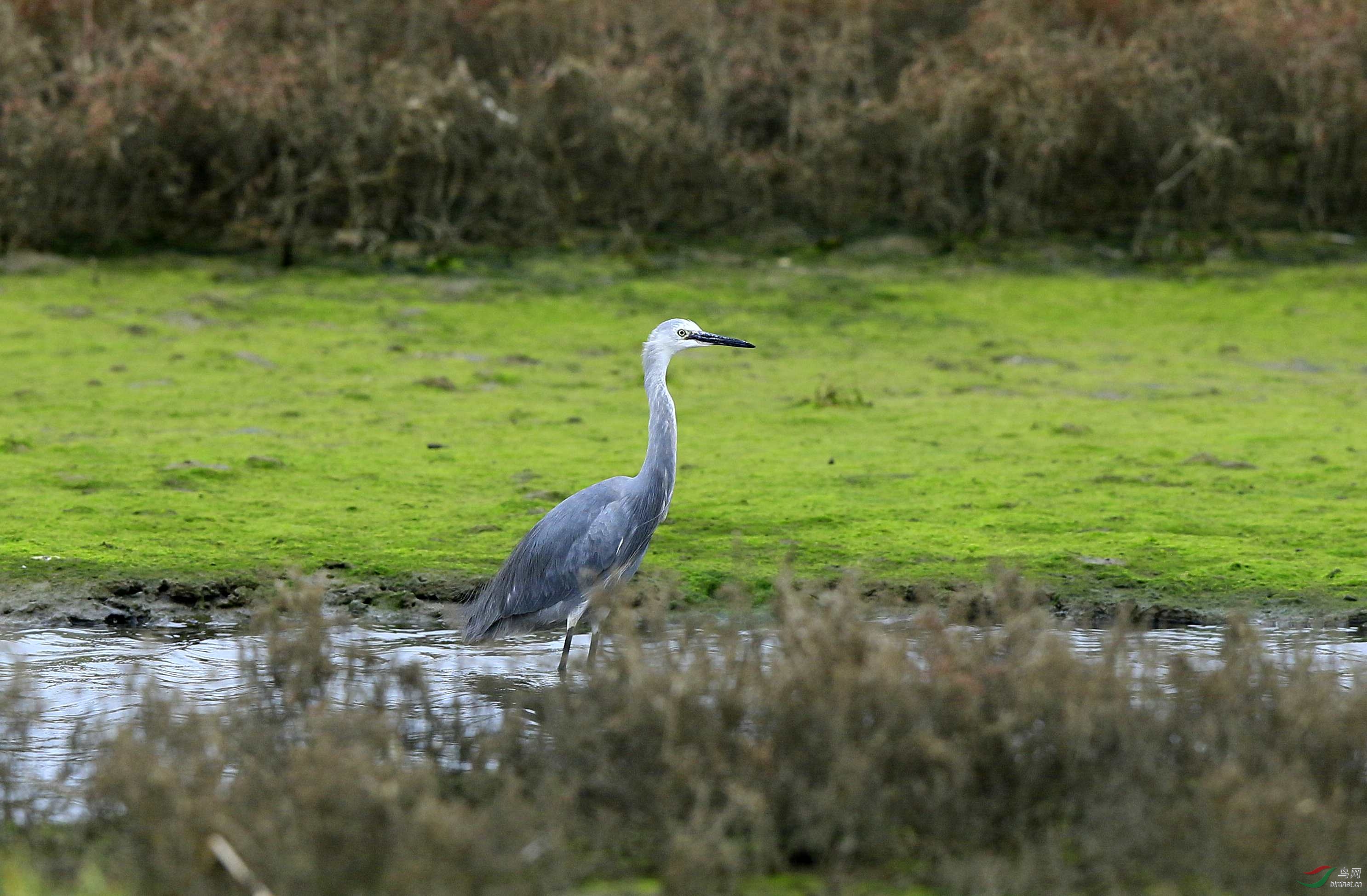 灰白鹭