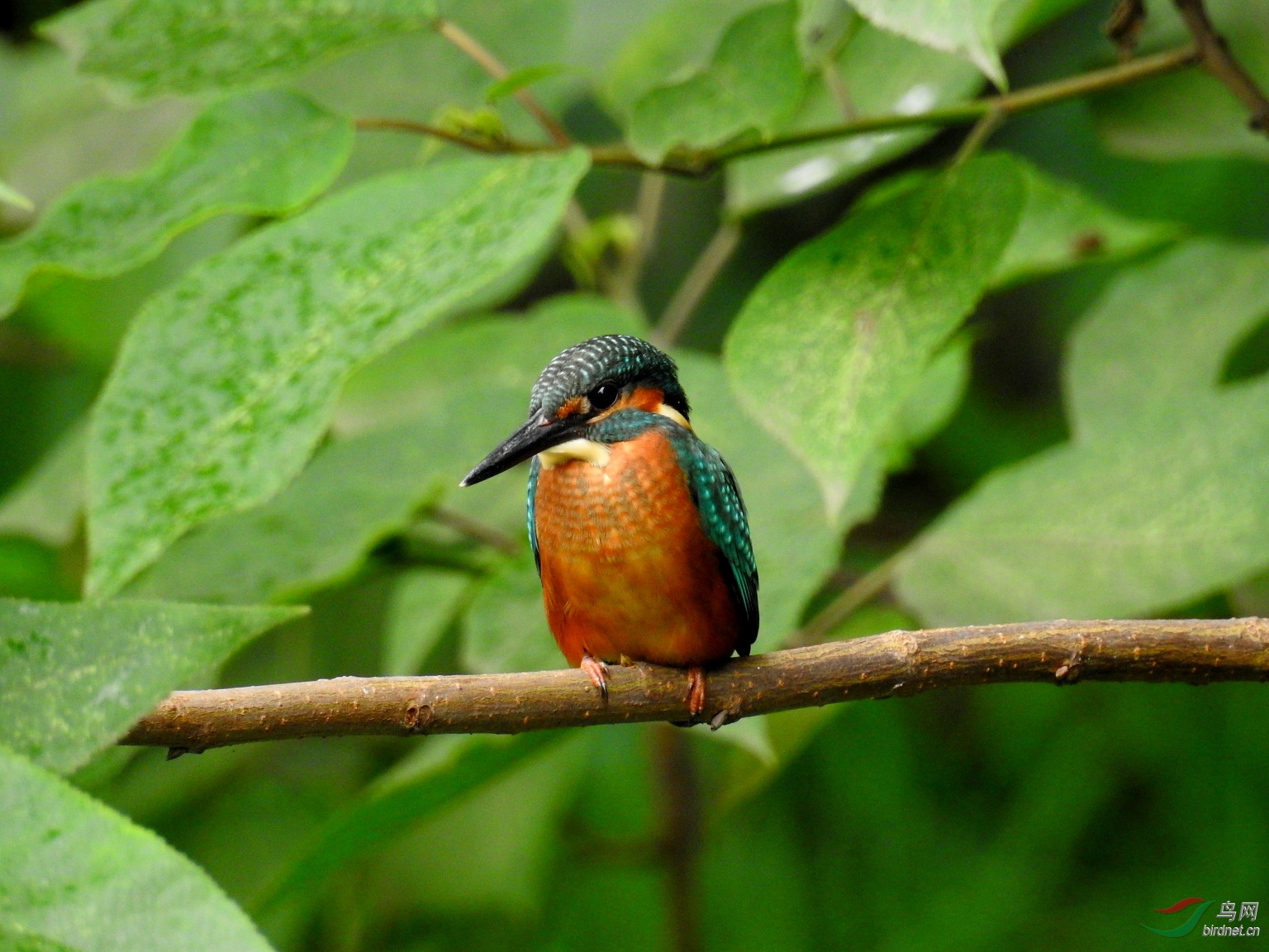 DSCN5184.JPG