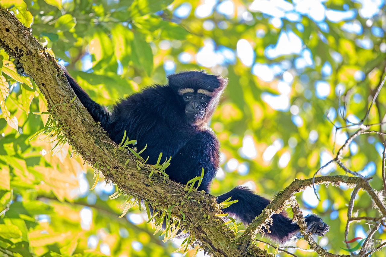 晒太阳的天行长臂猿(祝贺荣获动物精华)