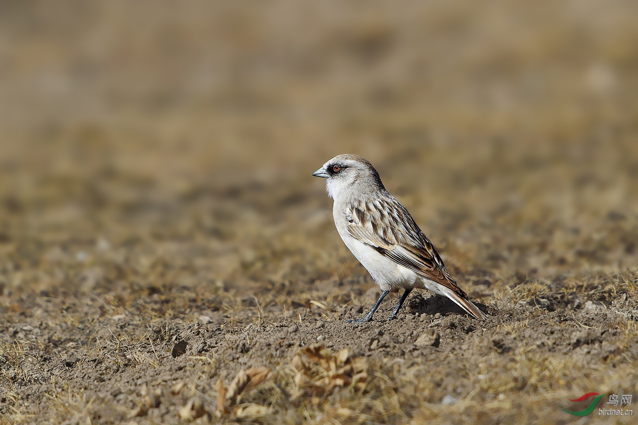白腰雪雀
