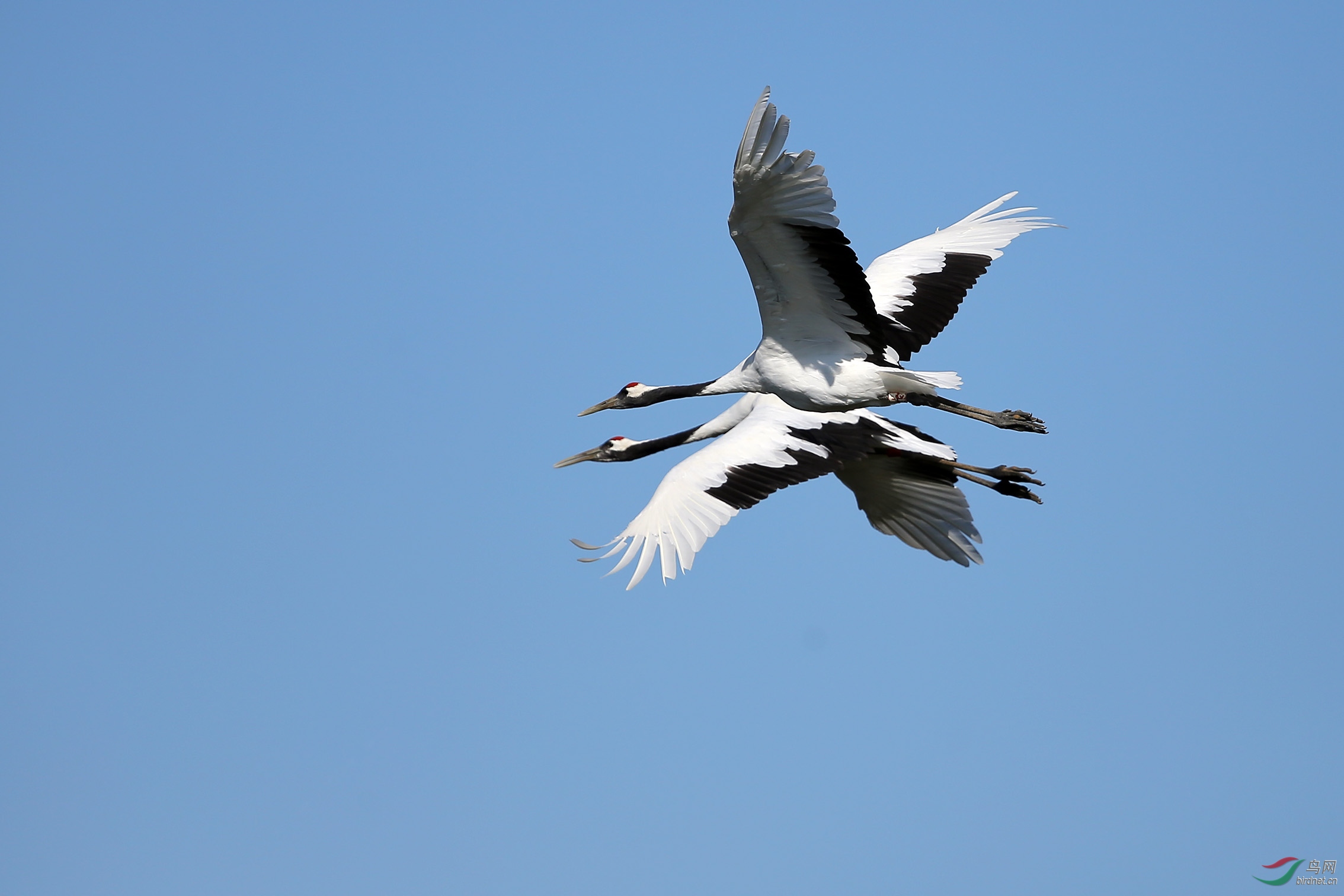 在天愿作比翼鸟