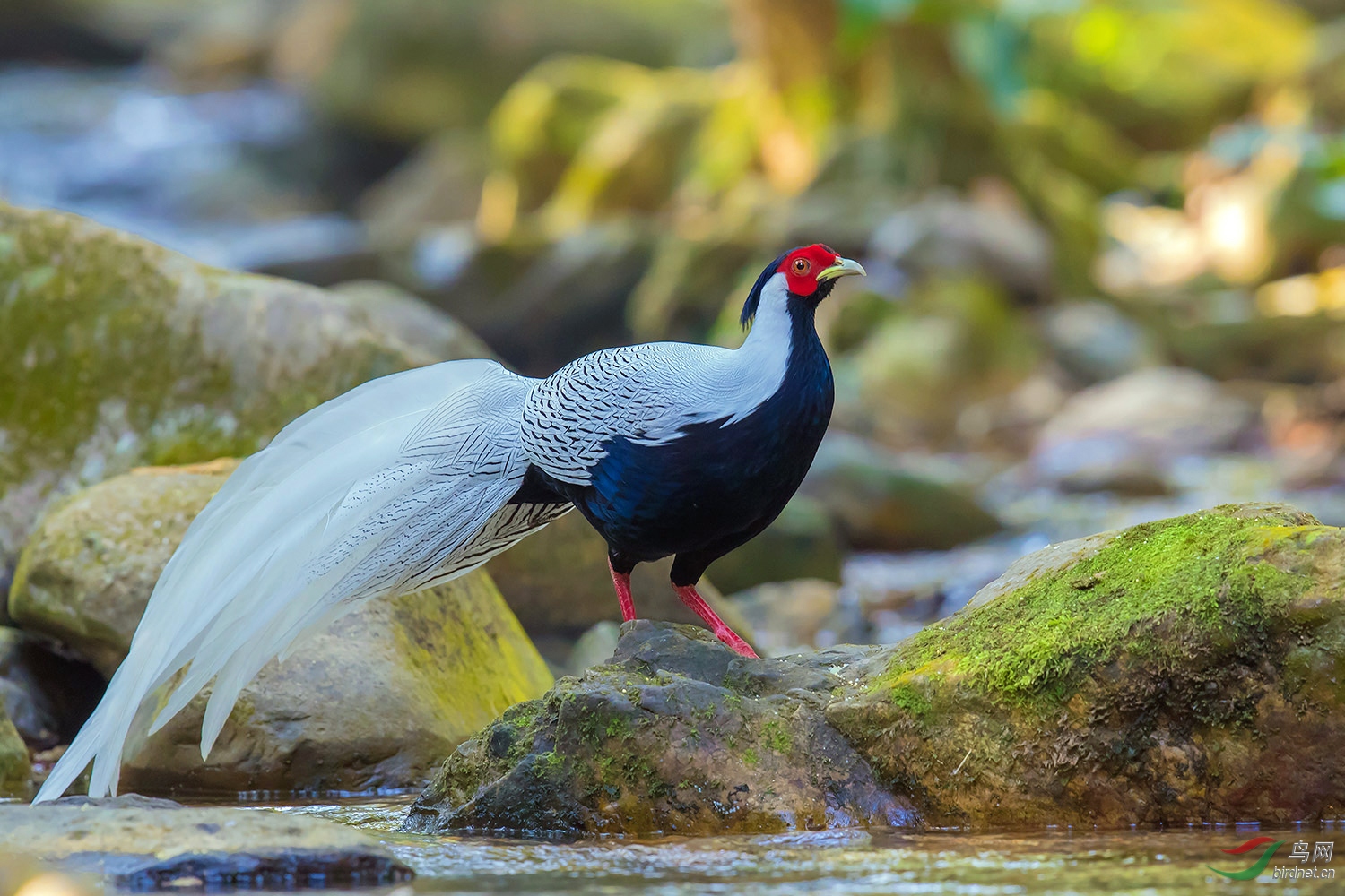 (白鹇)白鹇(祝贺荣获首页精华)