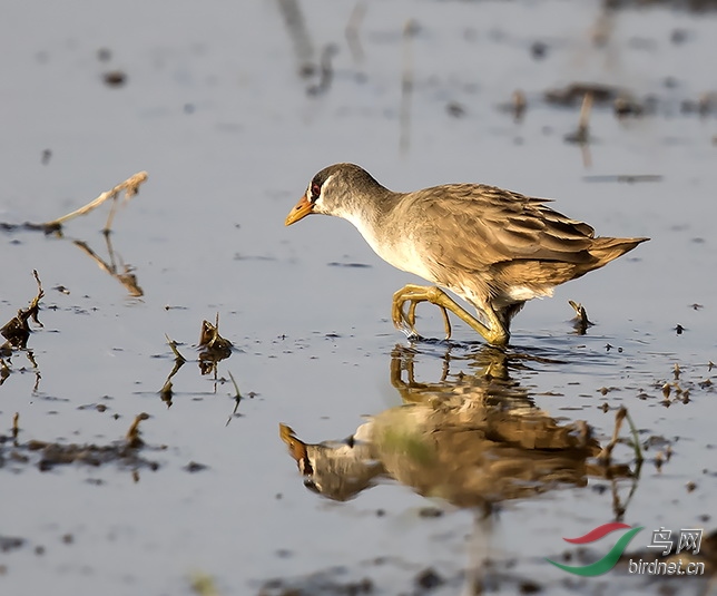 罕见的白眉田鸡