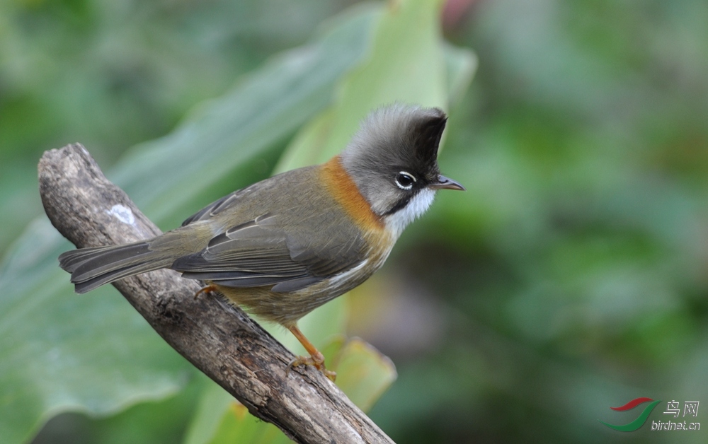 漂亮的南方小鸟