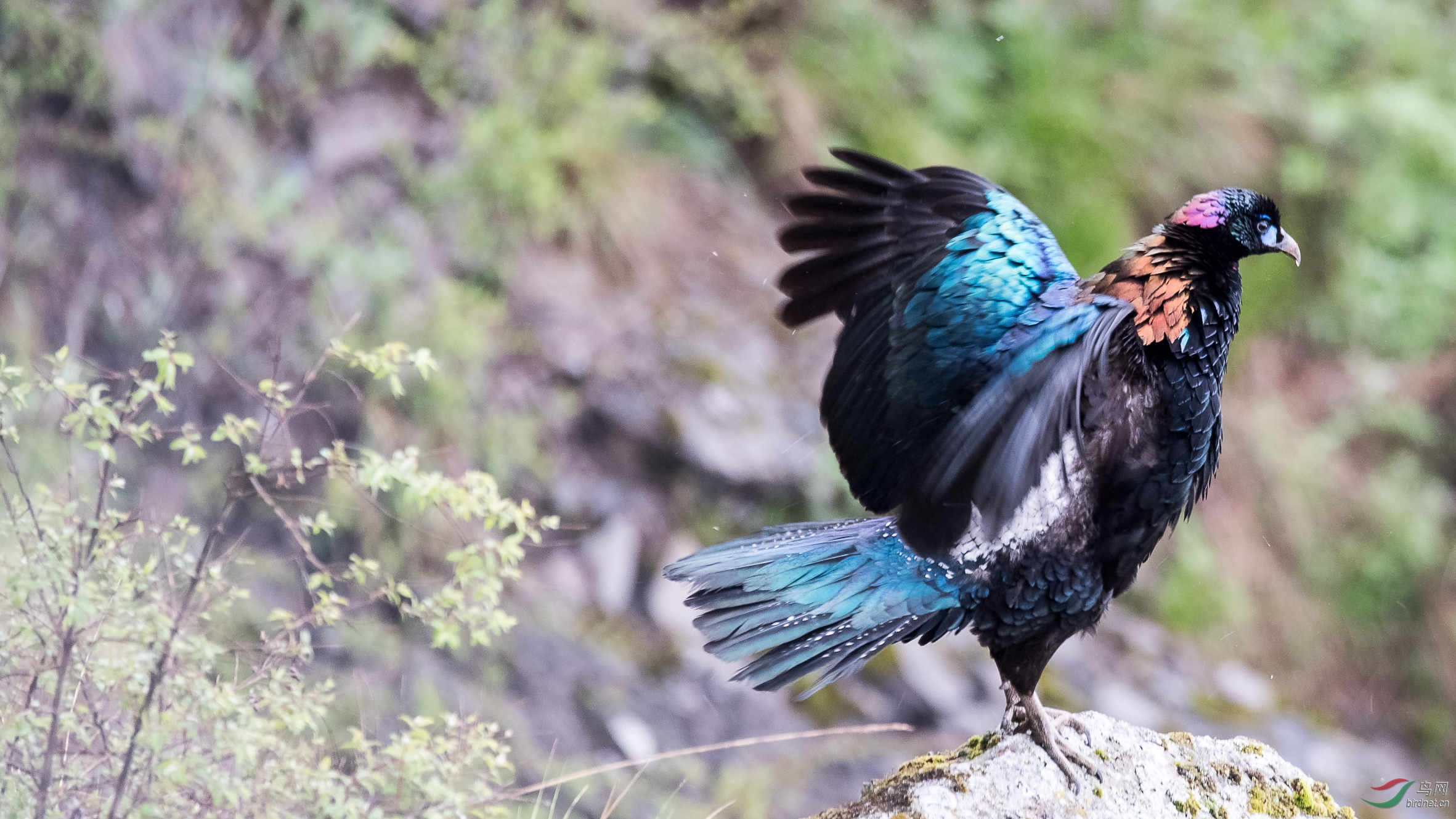 细雨中的绿尾虹雉