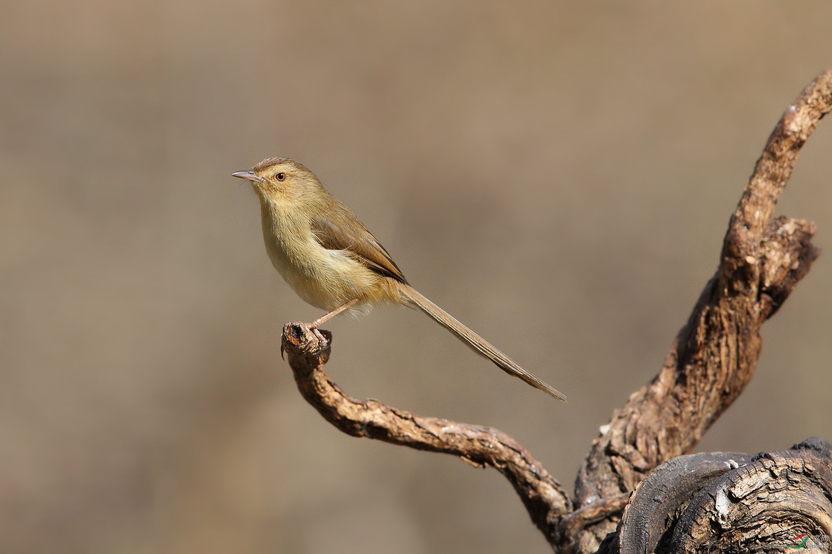 林鸟鹪莺定妆照