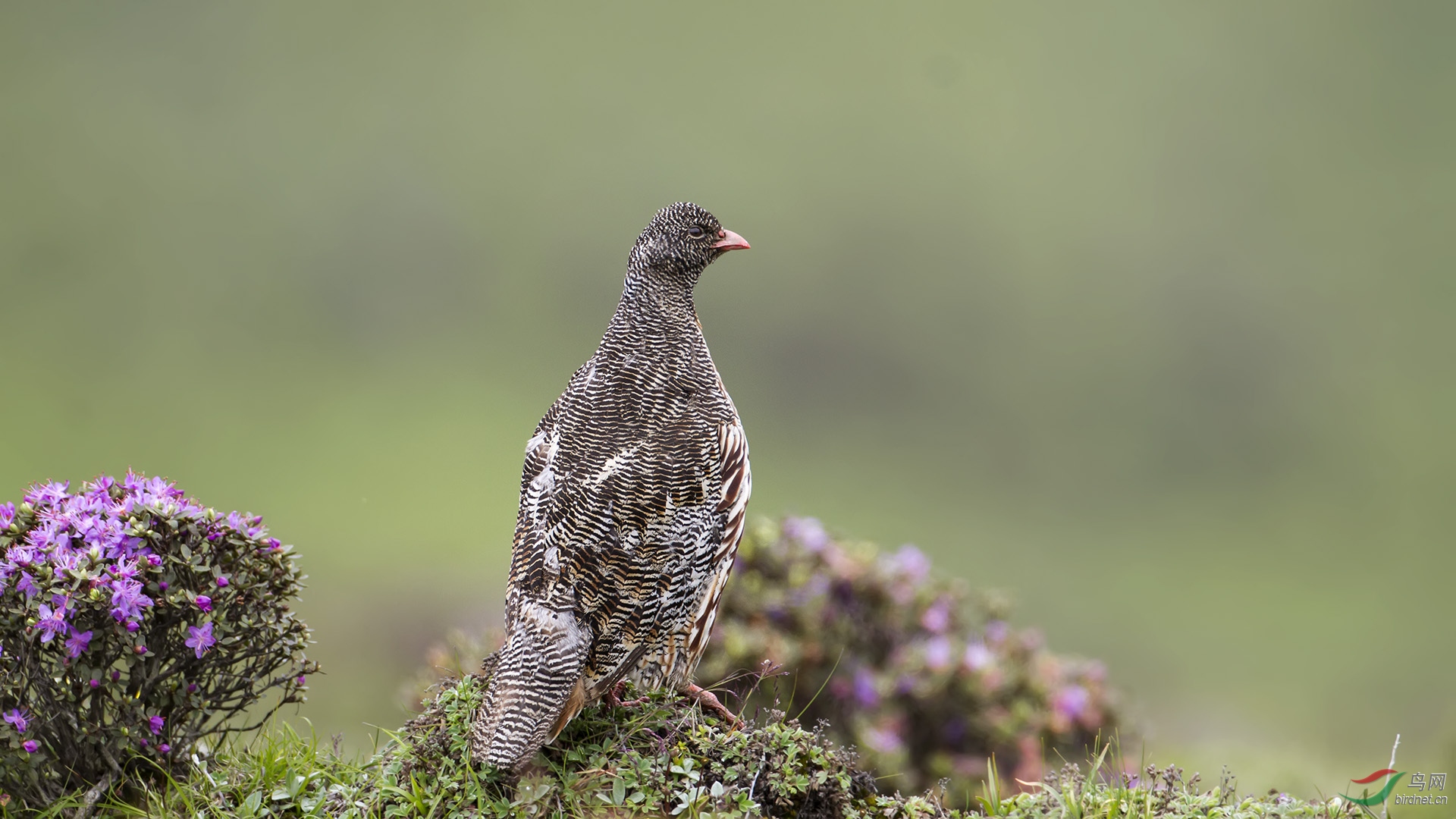 雪鹑山巅的精灵雪鹑