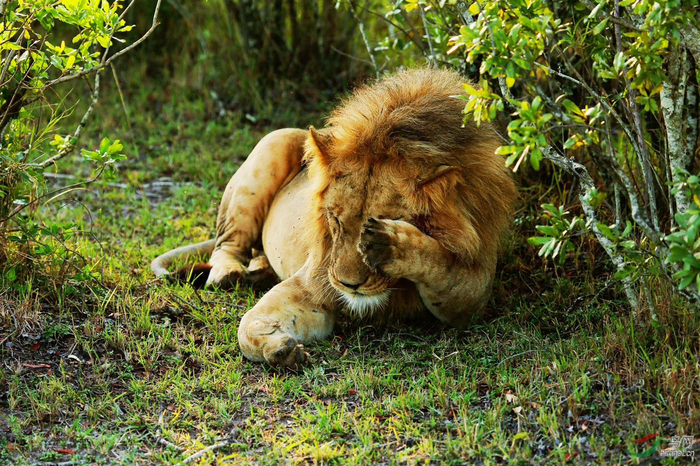 狮子也有害羞时