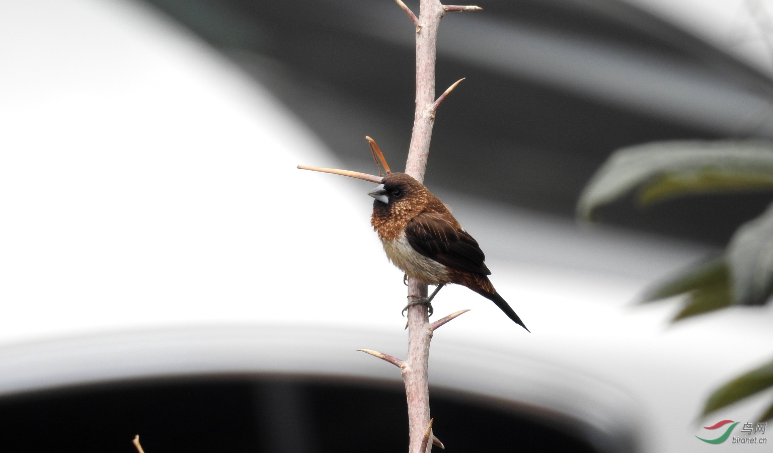我用尼康p900s拍鸟的一点感受