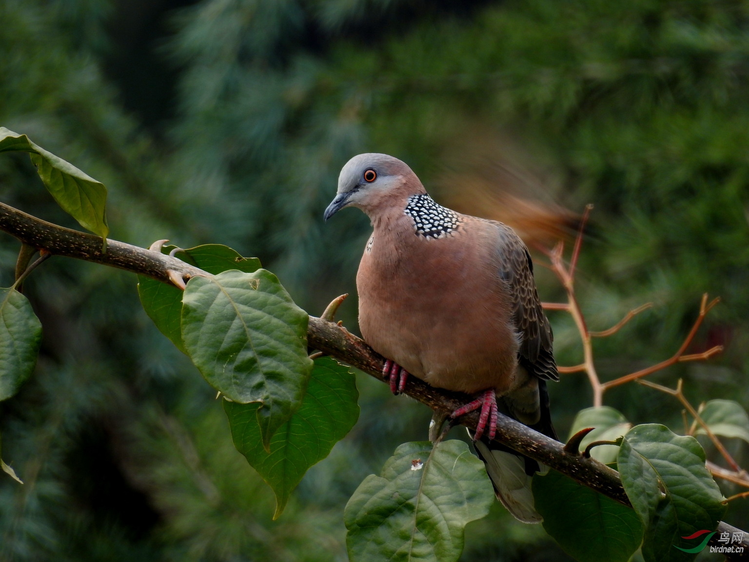 我用尼康p900s拍鸟的一点感受
