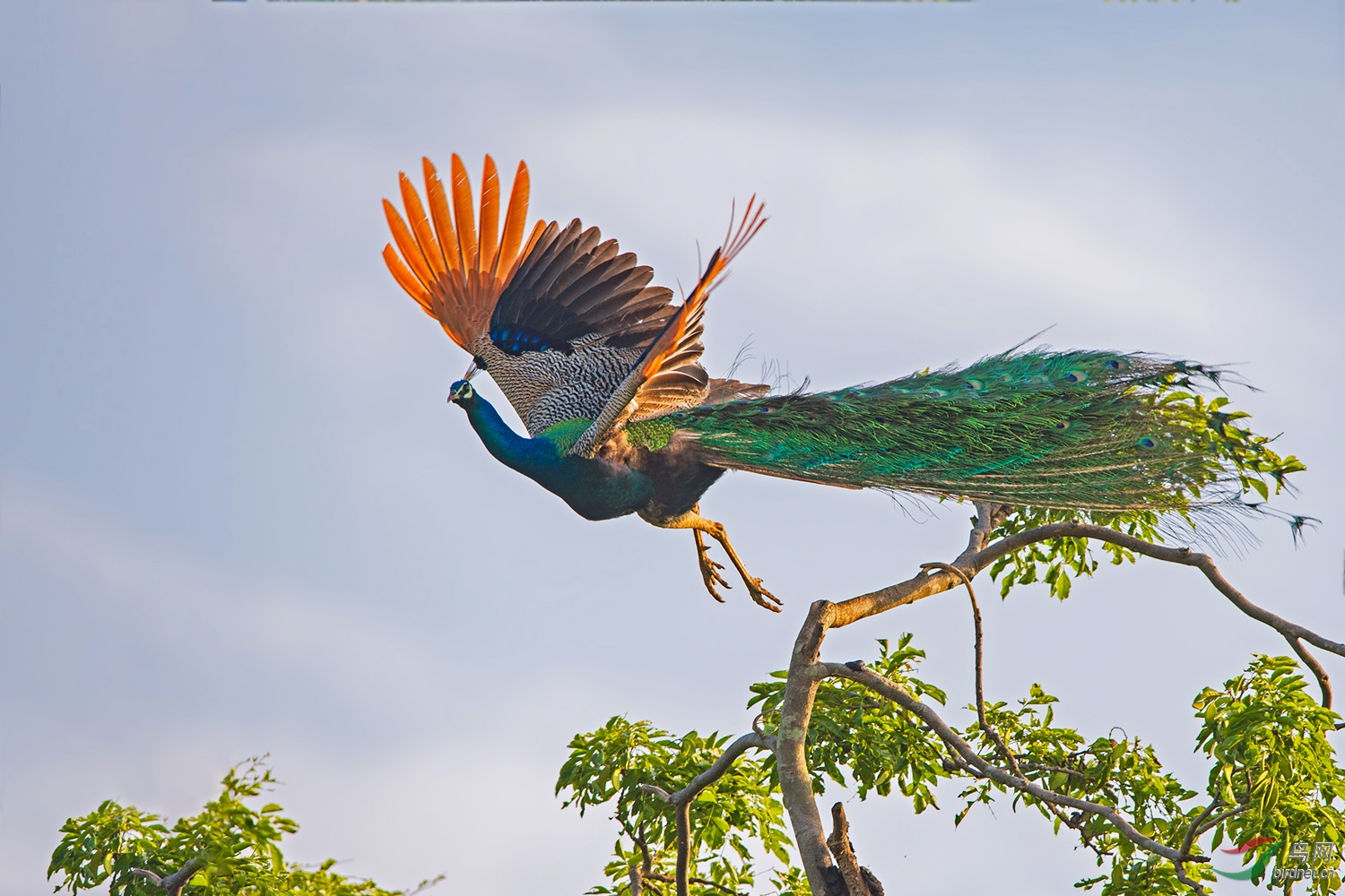 蓝孔雀祝各位鸟友老师新春快乐恭贺首页精华