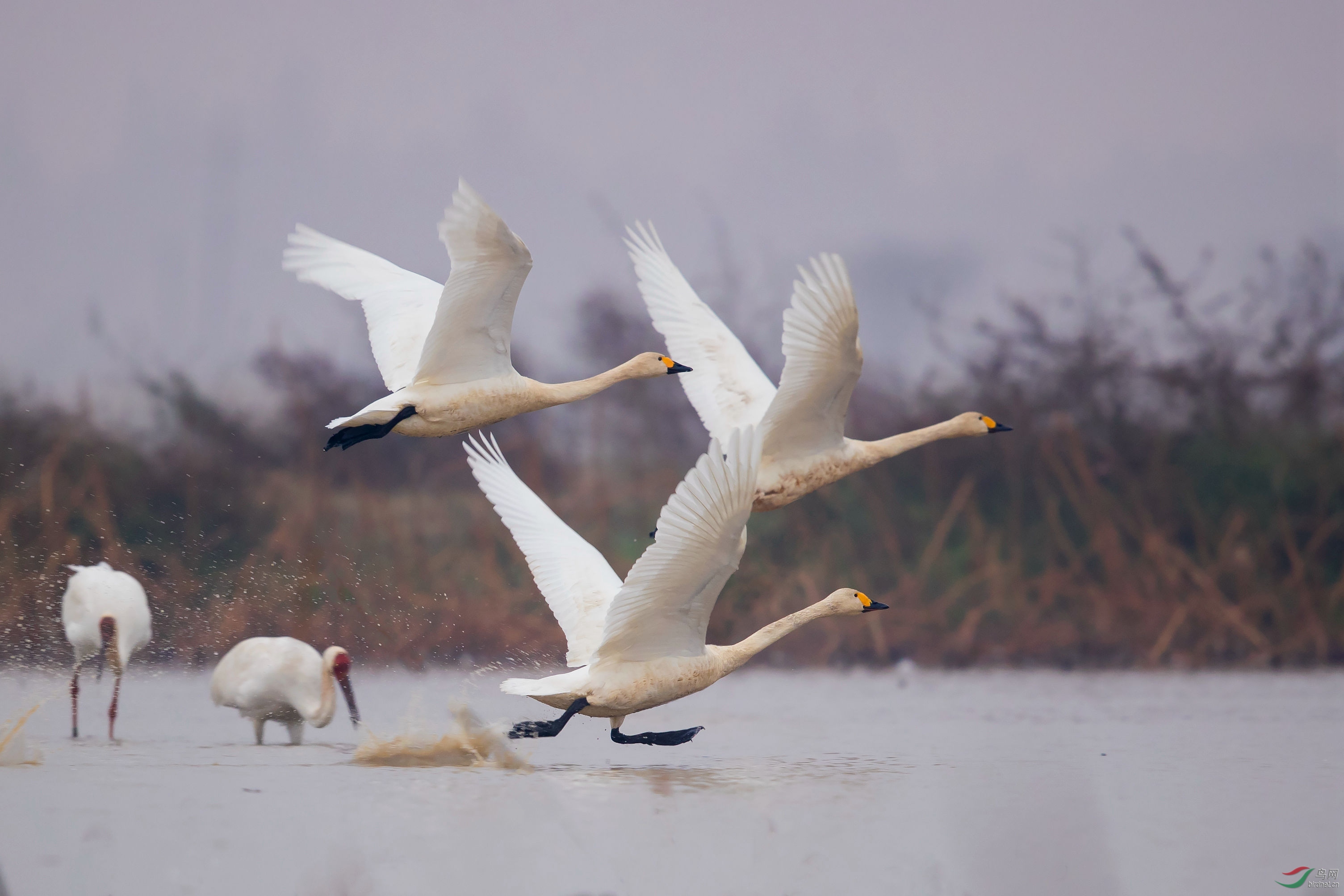 鄱阳湖的小天鹅