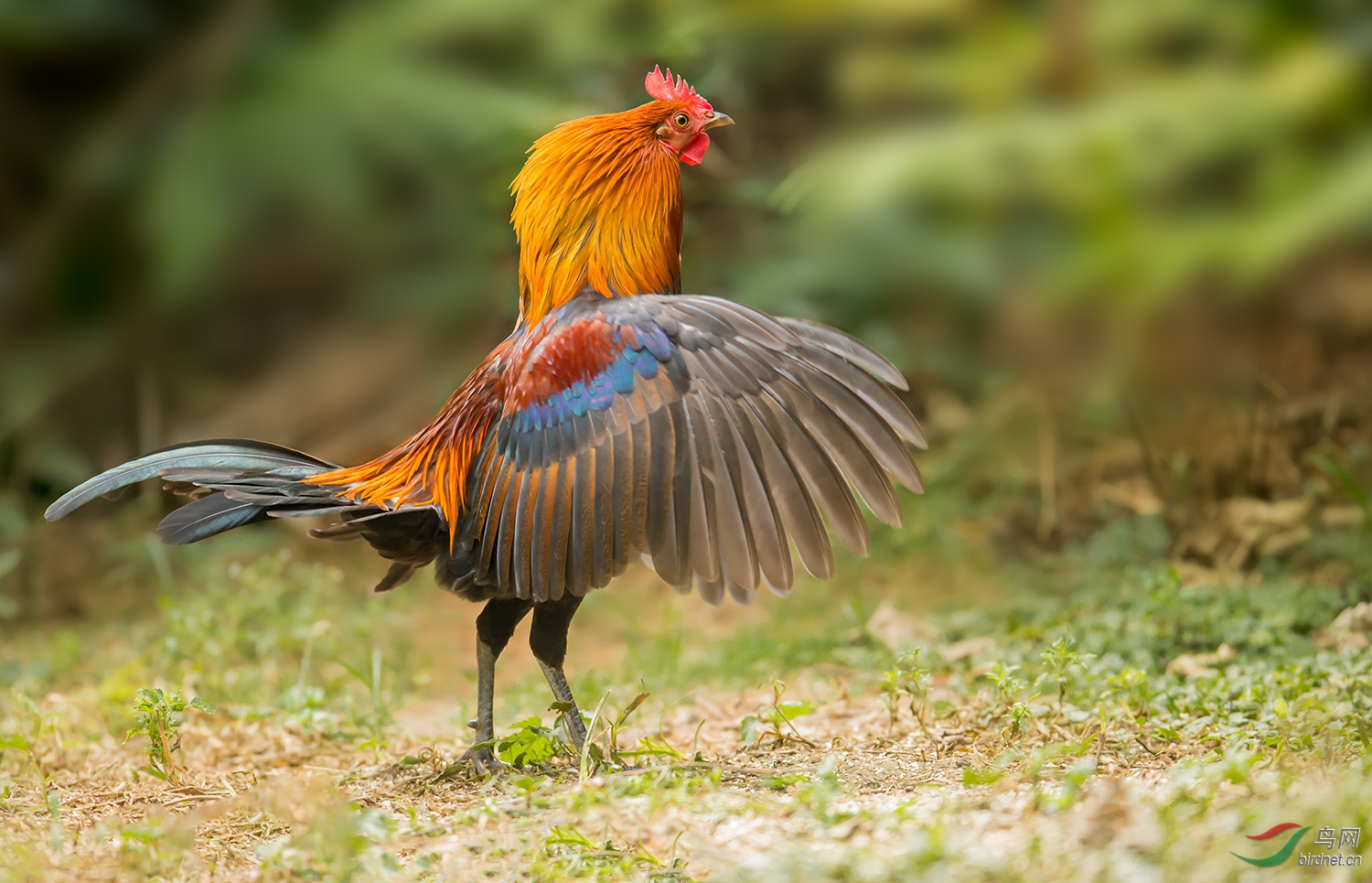 站好最后一班岗-元鸡