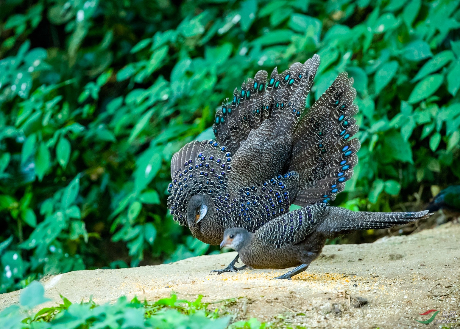携灰孔雀雉开屏给海南版鸟友和全国鸟友拜早年祝大家新春快乐