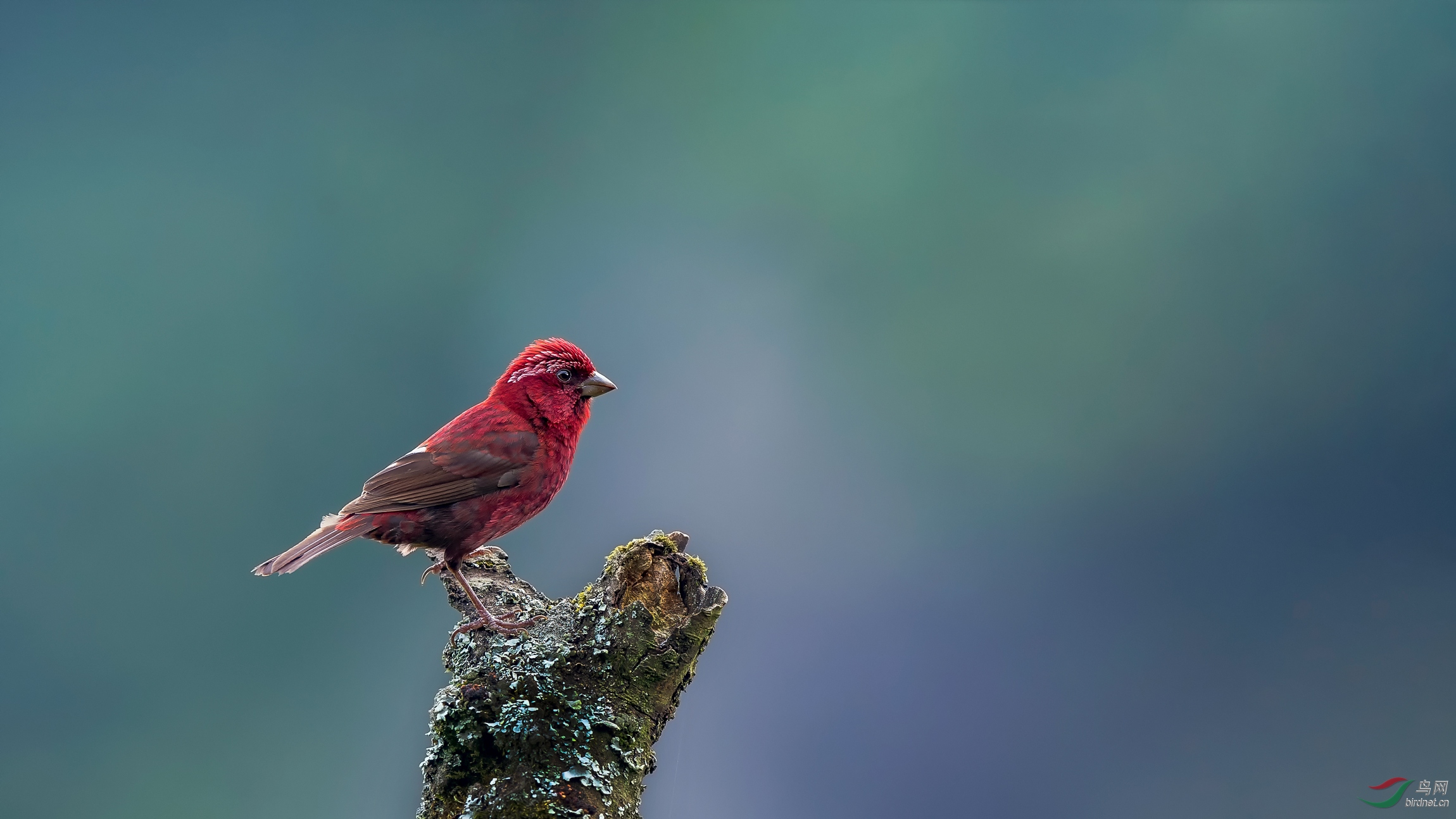 (酒红朱雀对红梅花雀)红鸟争艳