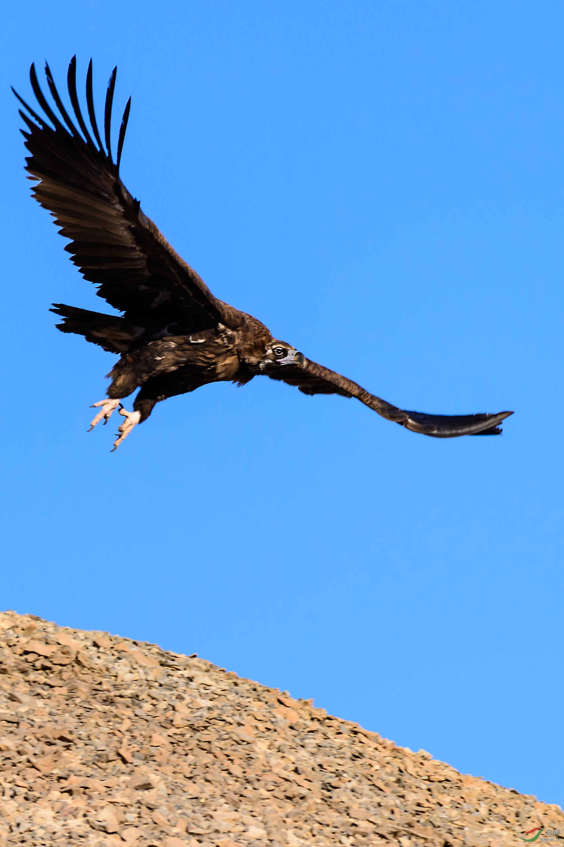 黑秃鹫【组图】