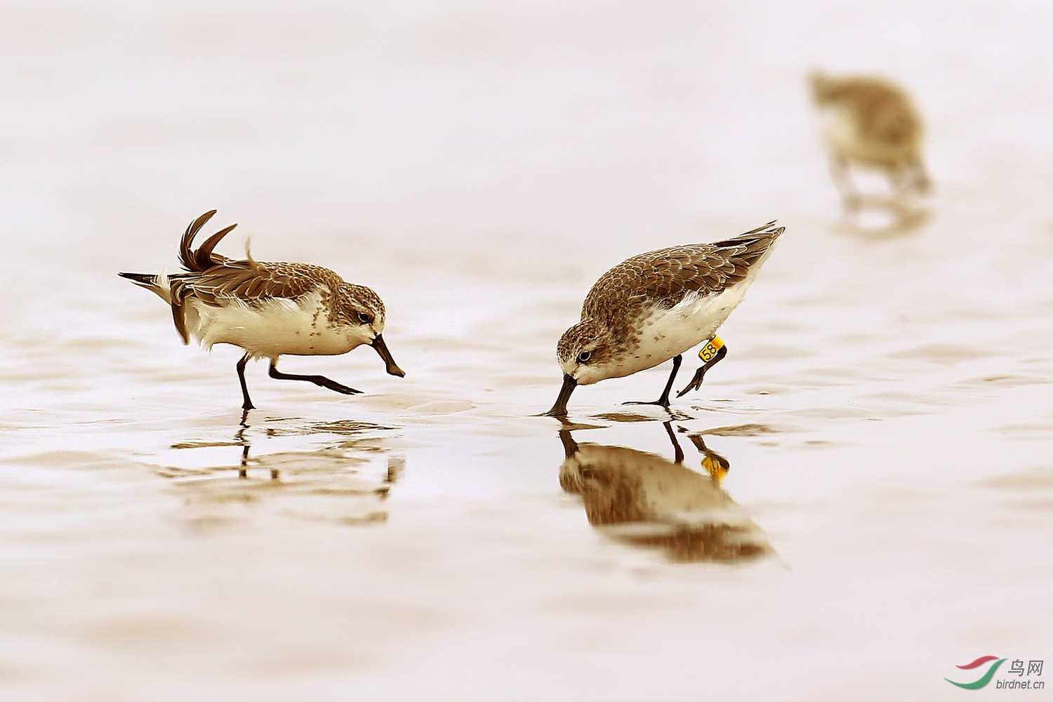 勺嘴鹬(学名eurynorhynchus pygmeus).jpg