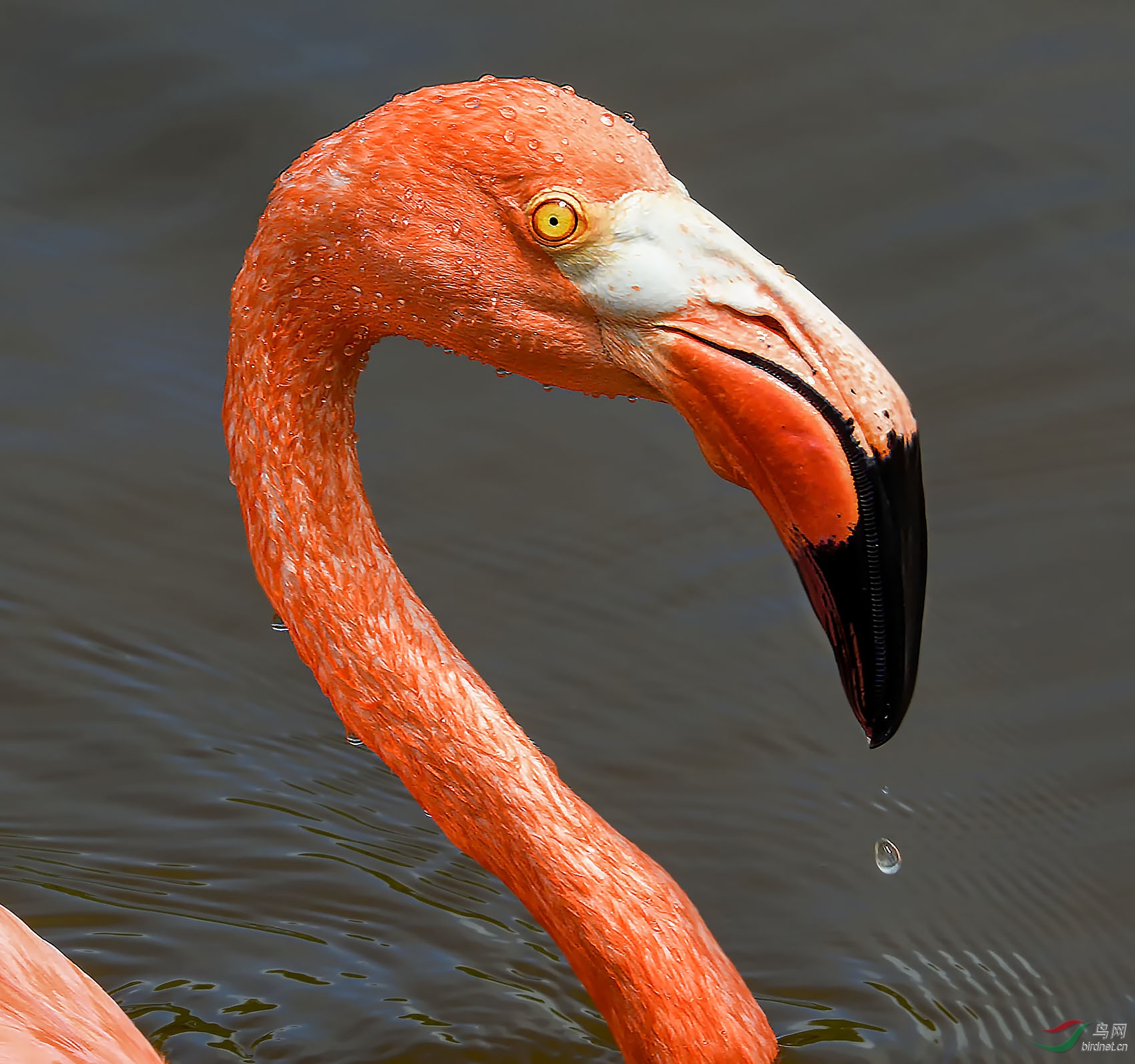 看得清眼睛的火烈鸟