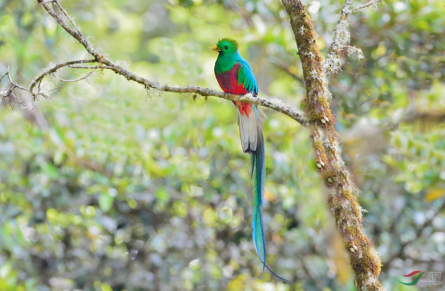 (凤尾绿咬鹃)凤尾绿咬鹃resplendent quetzal