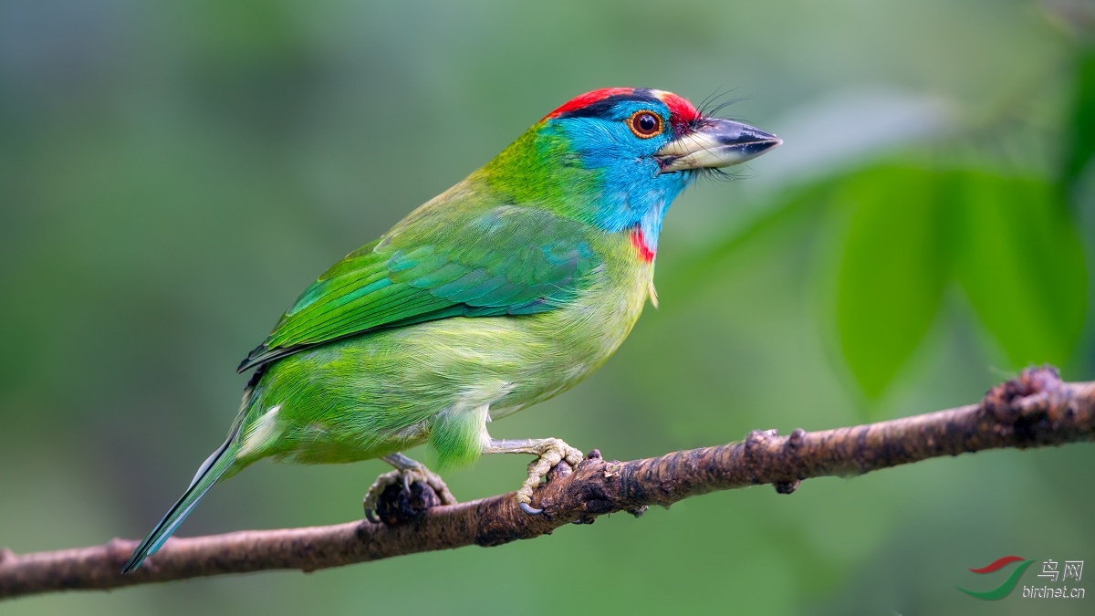 _MG_3239-1 ����_th.jpg