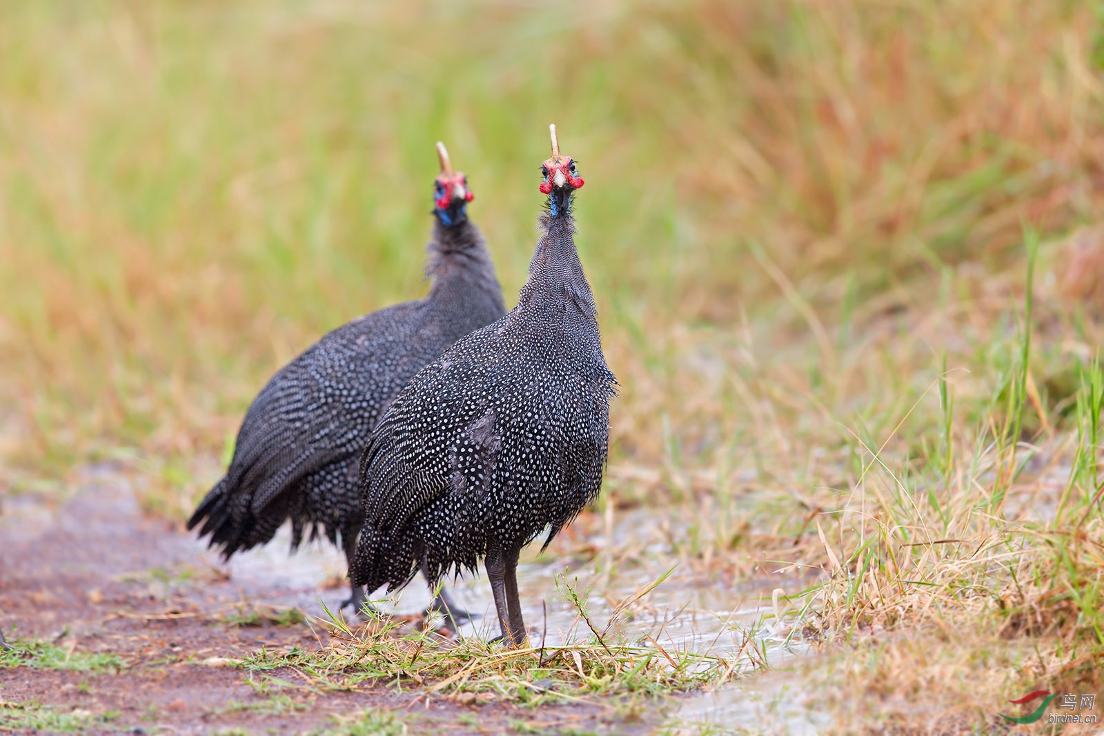 大白鹭过年发个温馨故事剪一段阳光温暖你的人生