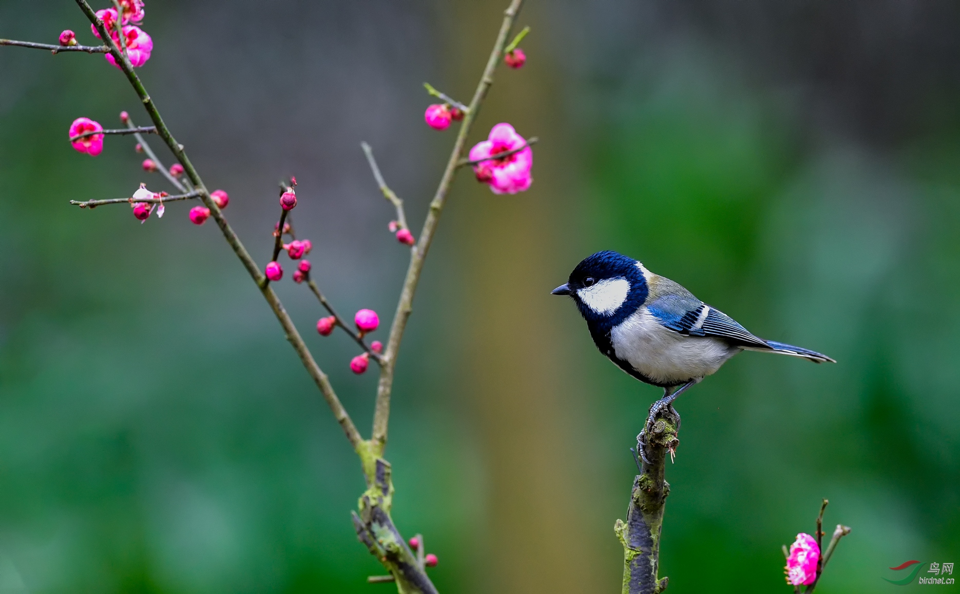 山雀梅花