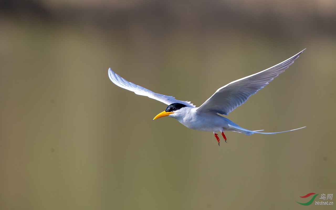 黄嘴河燕鸥飞姿 - 甘肃版 gansu 鸟网