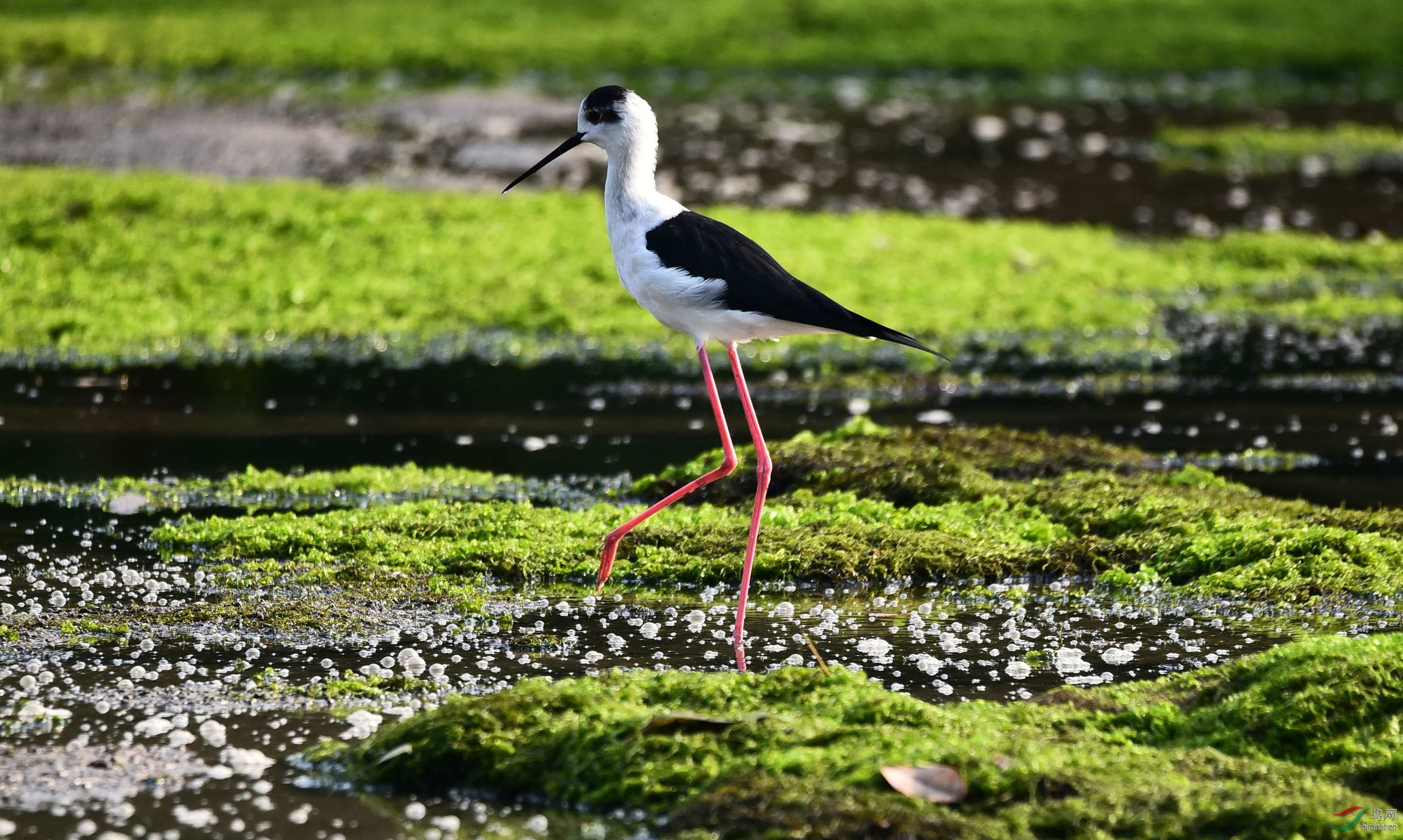 黑翅红腿长脚鹬,向广西版,版主和影友问好!