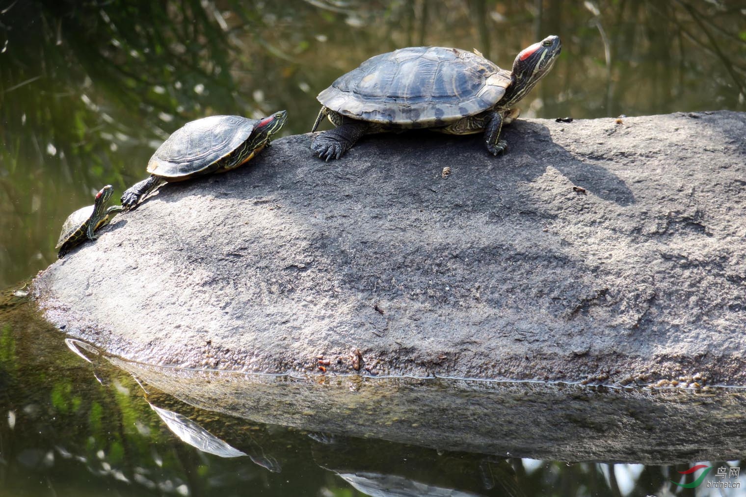 今天下午抓拍到三只乌龟