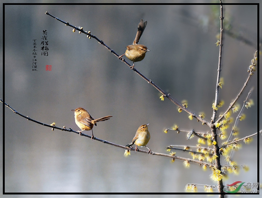 黄雀腊梅图