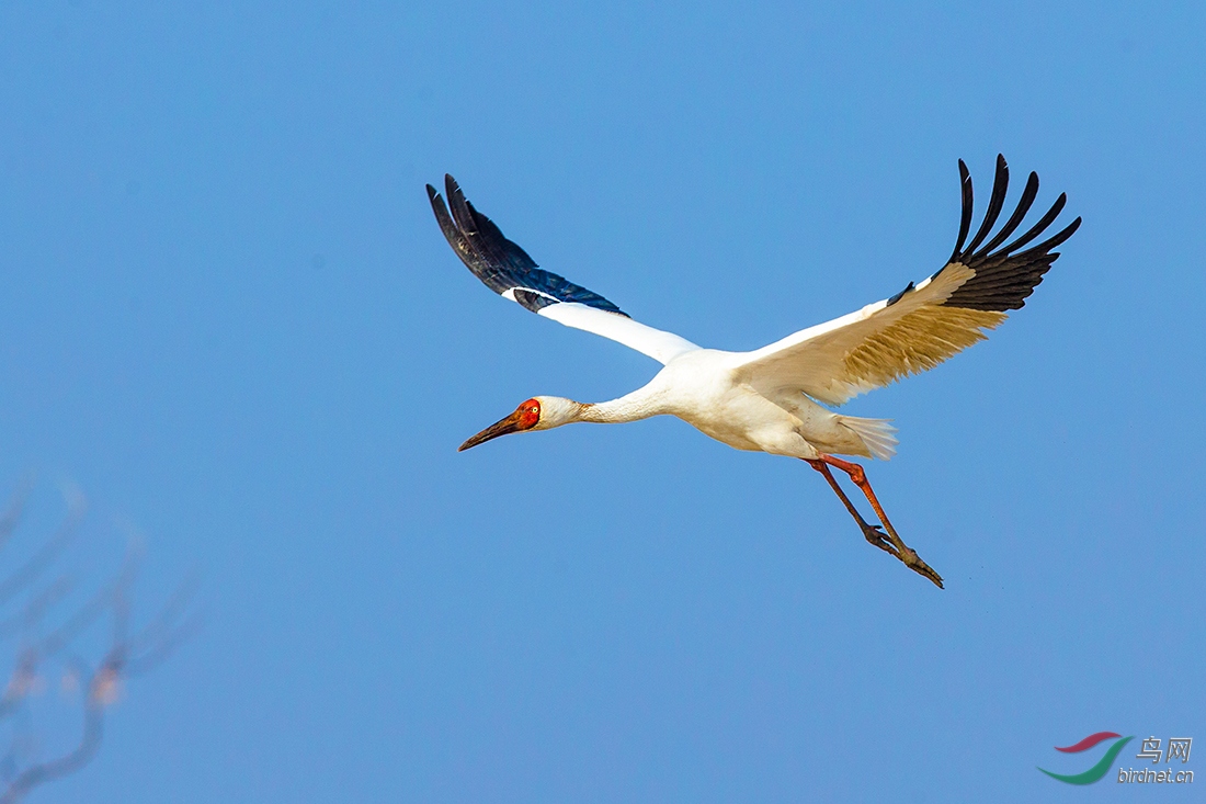 《鹏程展翅》—— 白鹤(一级)