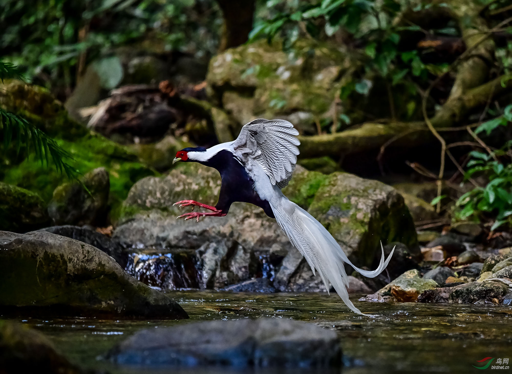 林鸟新的飞翔白鹇
