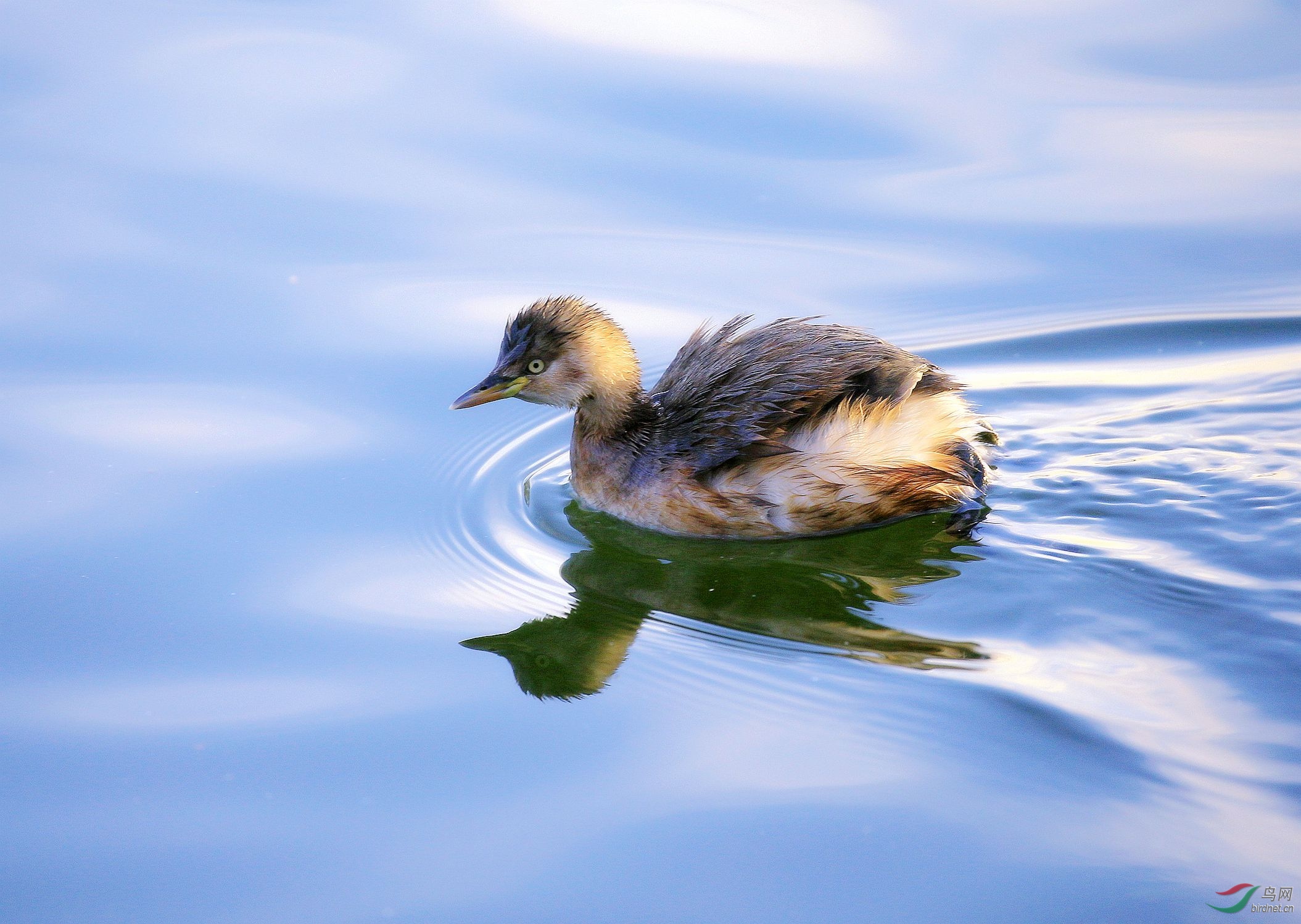 初四问好小䴙䴘
