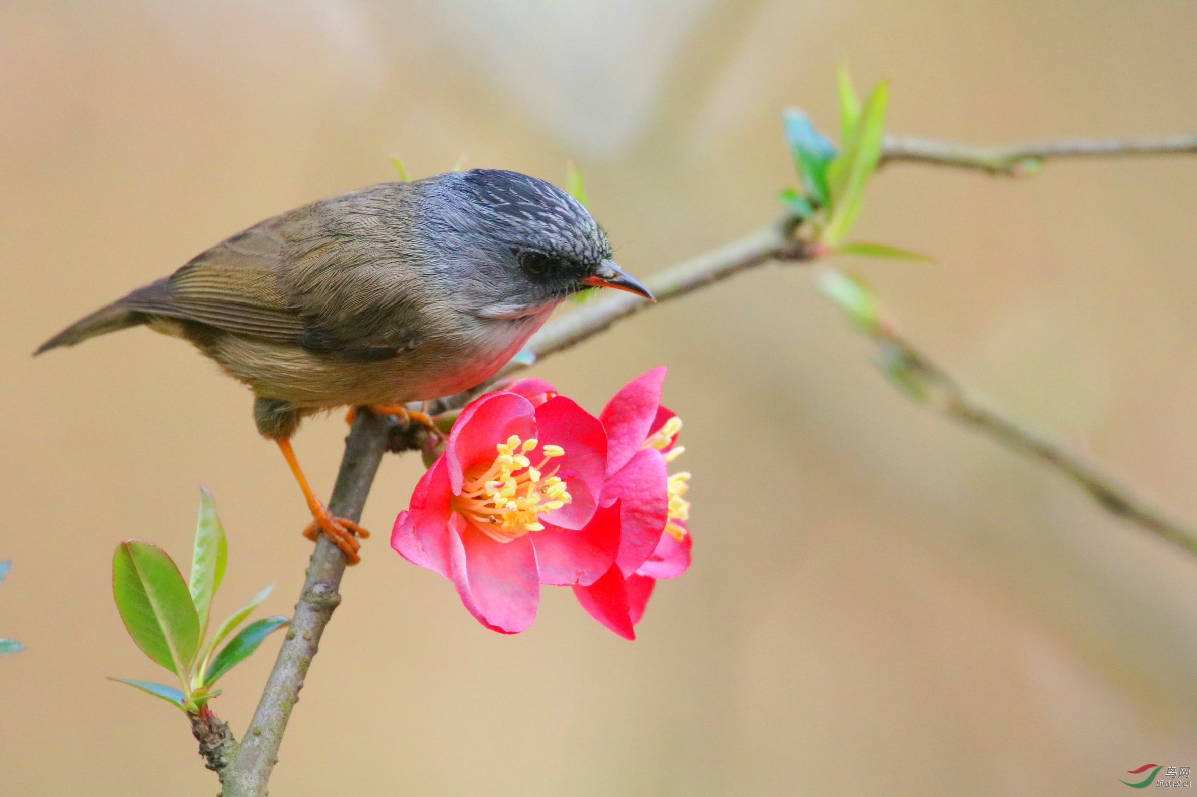 红嘴鸦雀 - 河南版 henan 鸟网