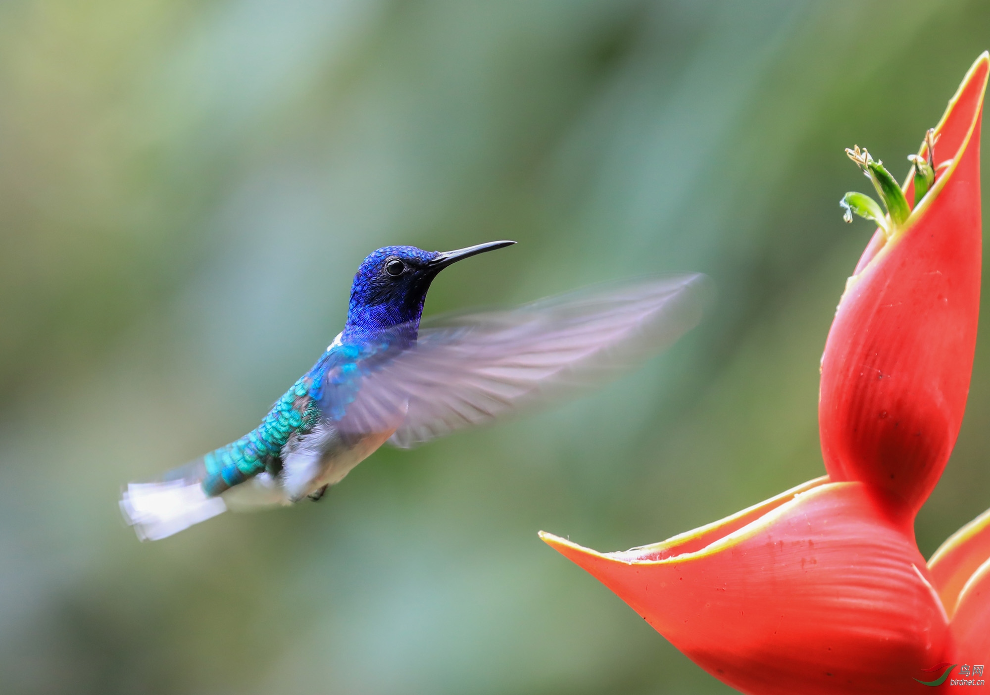 白颈蜂鸟哥斯达黎加拍鸟之白颈蜂鸟
