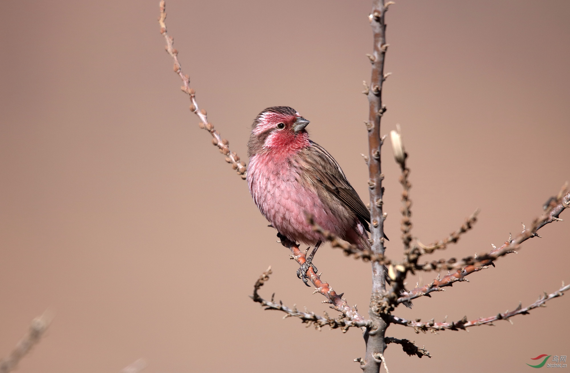西藏江孜拍红眉朱雀