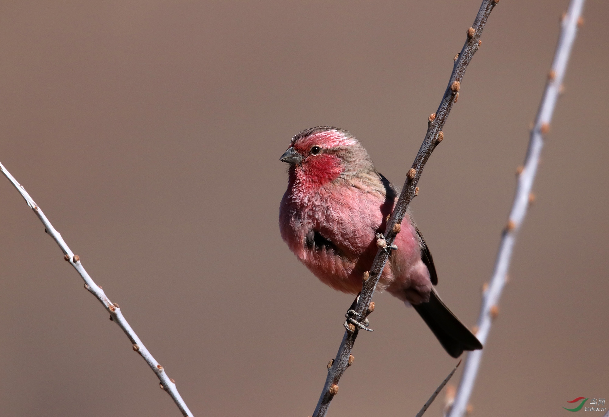 西藏江孜拍红眉朱雀