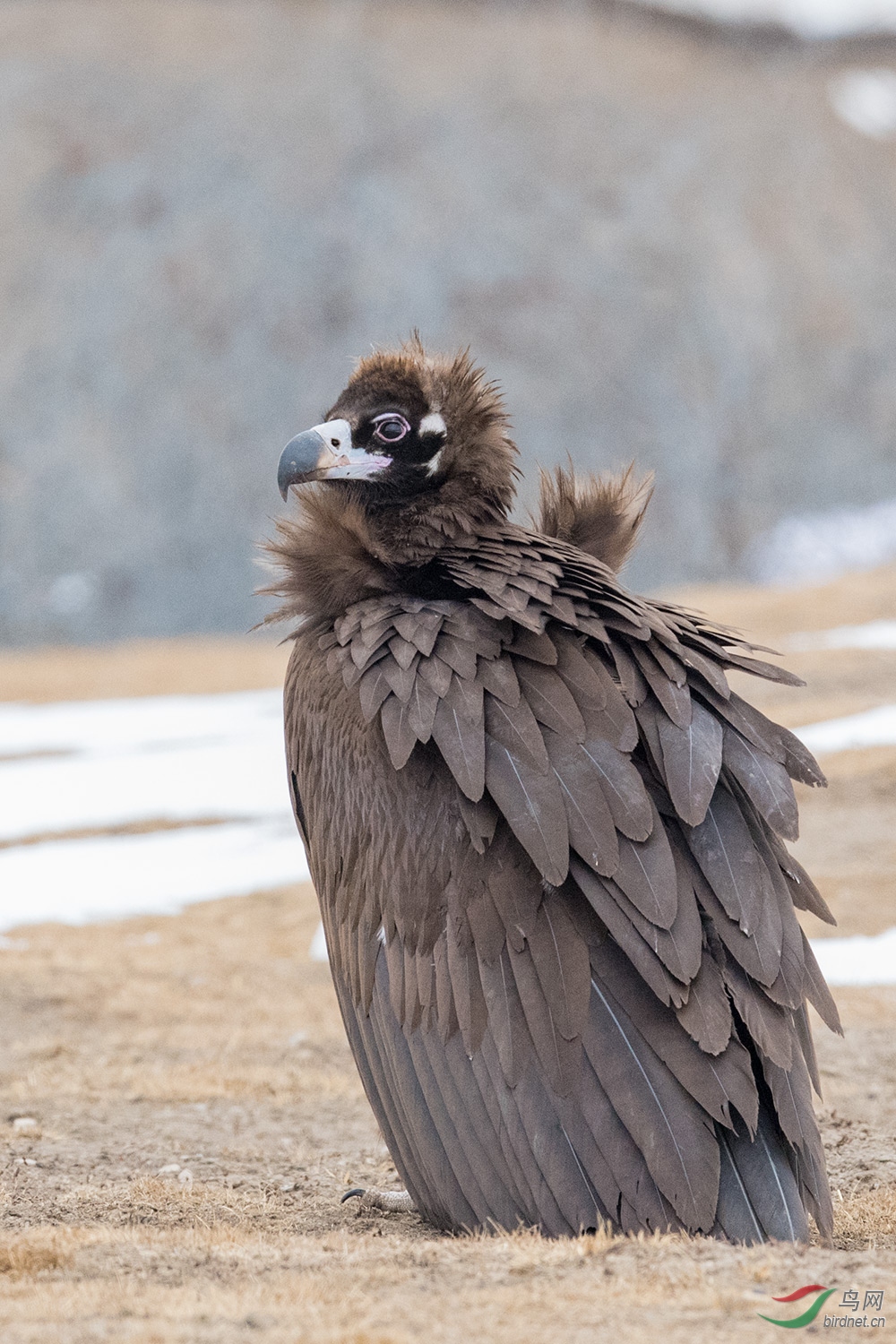 论坛 69 主题区 69 野生鸟类 69 座山雕
