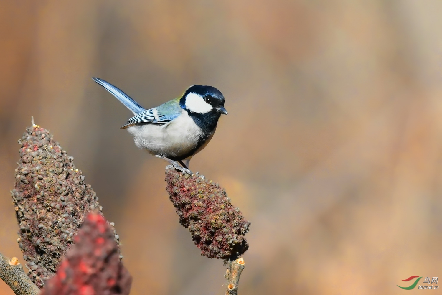 翘尾巴的大山雀