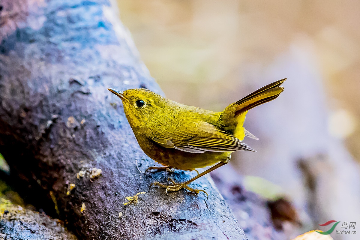 金头穗鹛迎财神
