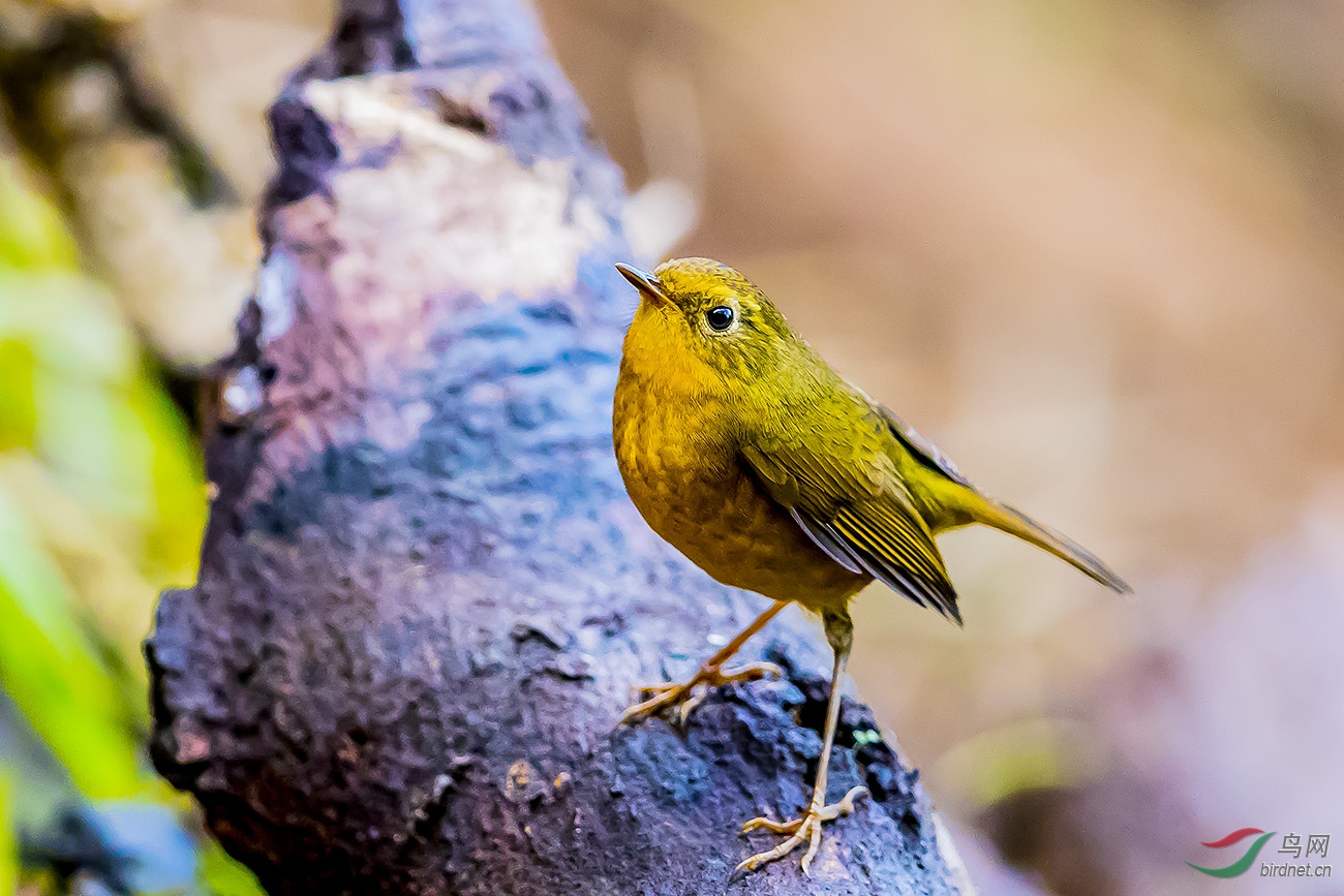 金头穗鹛迎财神