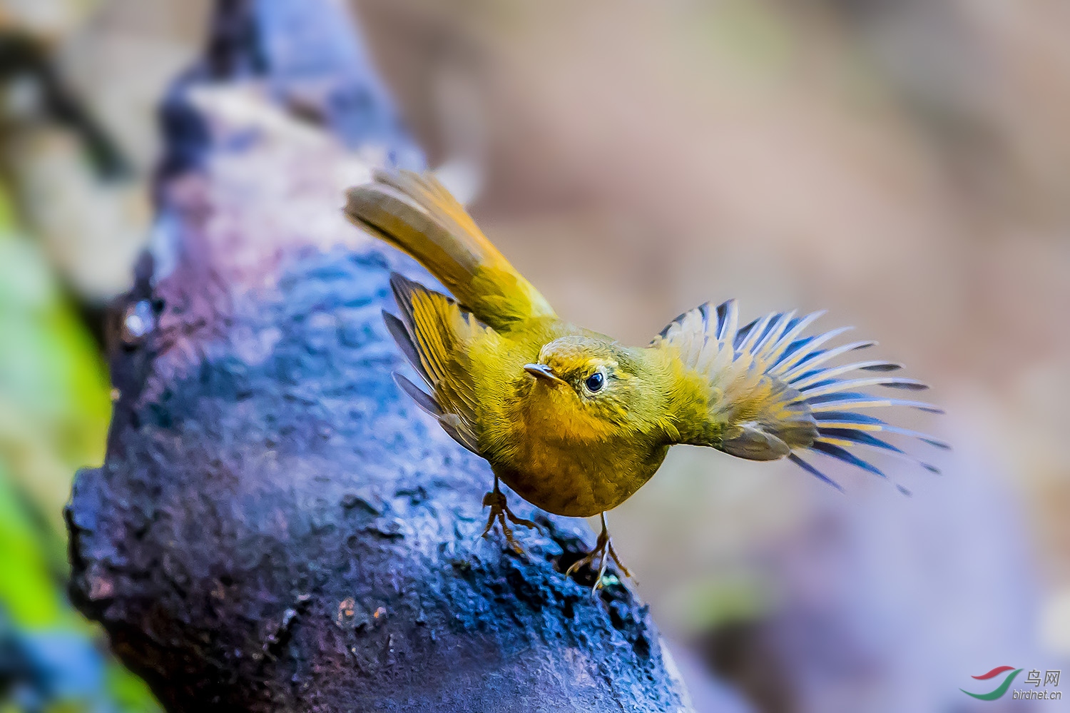 金头穗鹛迎财神