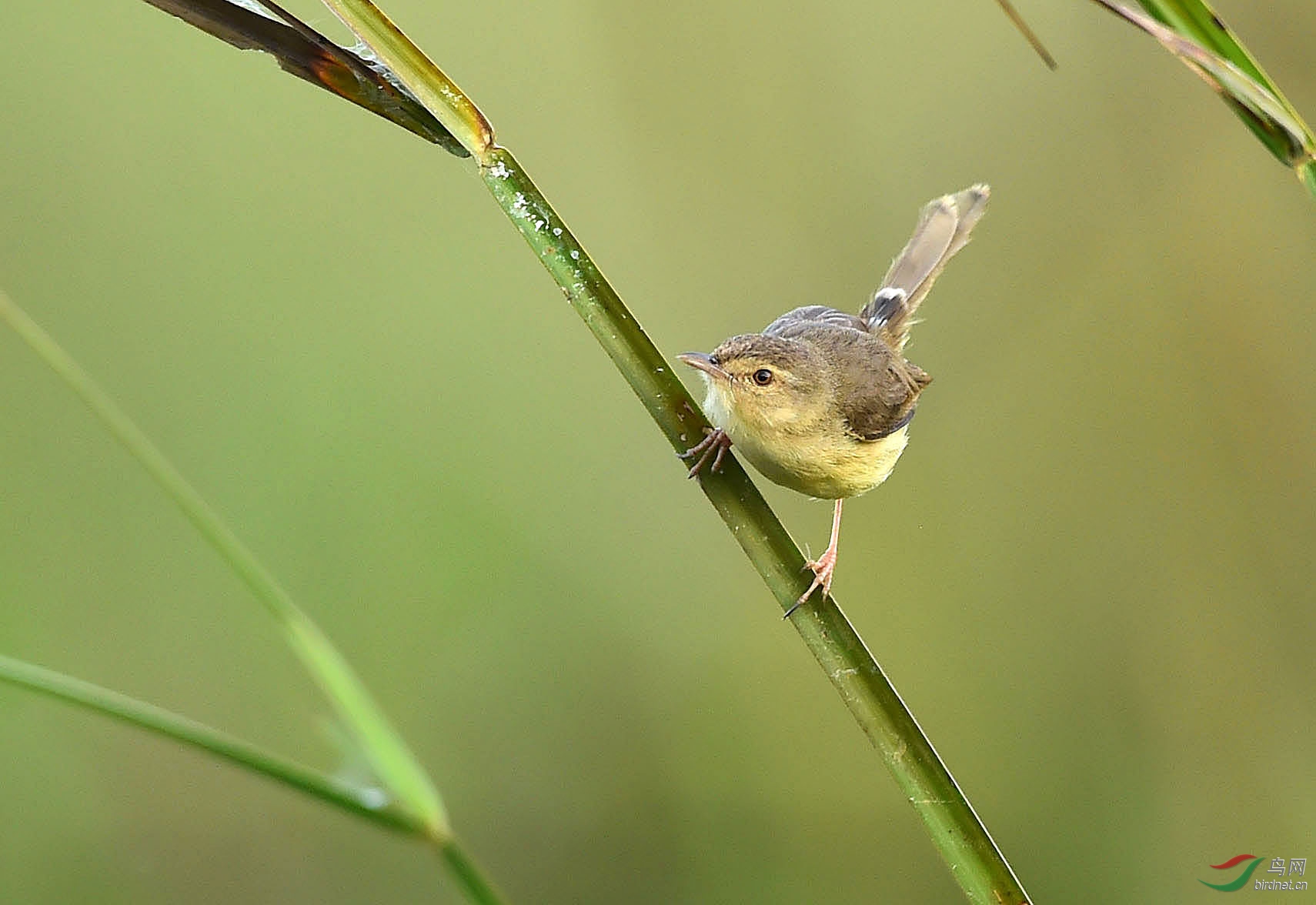 长尾鹪莺