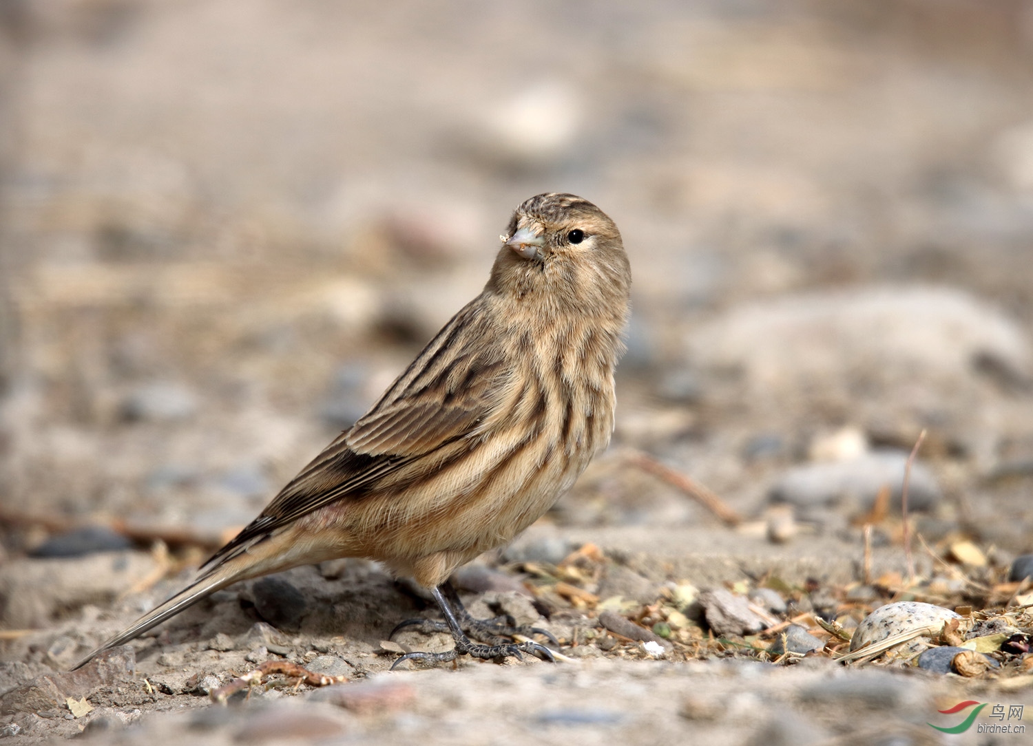 一组黄嘴朱顶雀